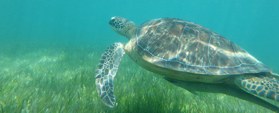 Green turtle