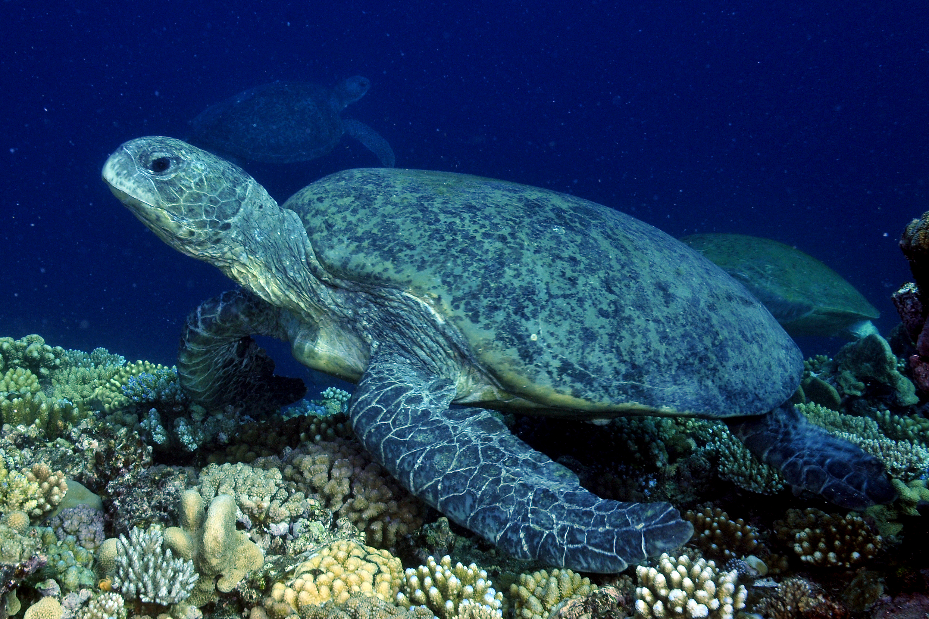Green turtle underwater