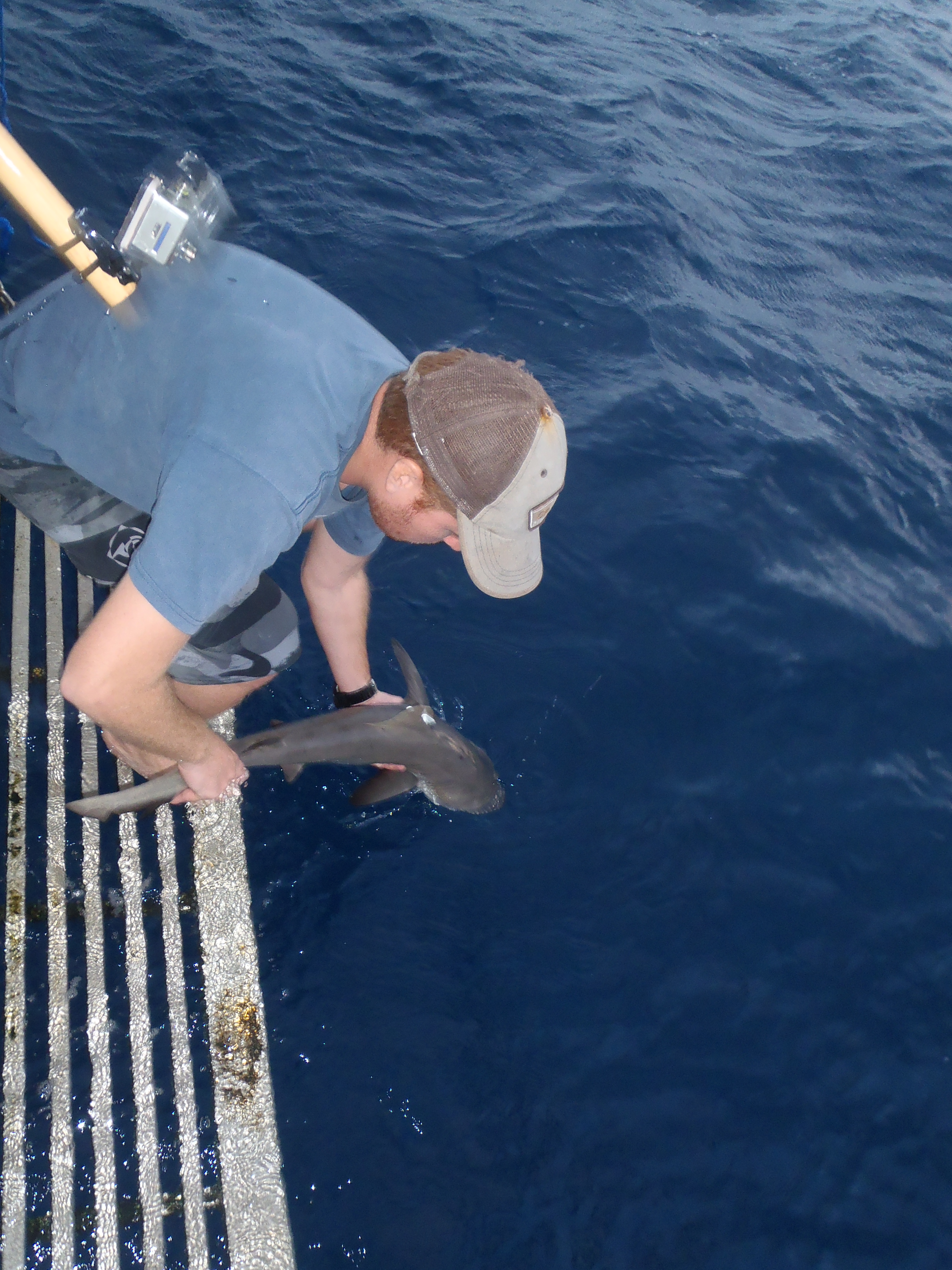PhD student releasing a small grey reef shark