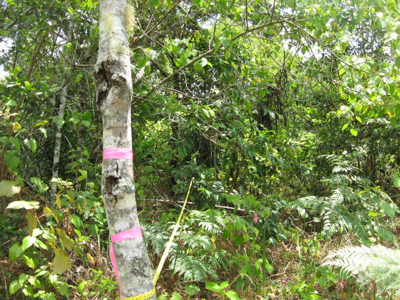 Rainforest regrowth patch - interior vegetation