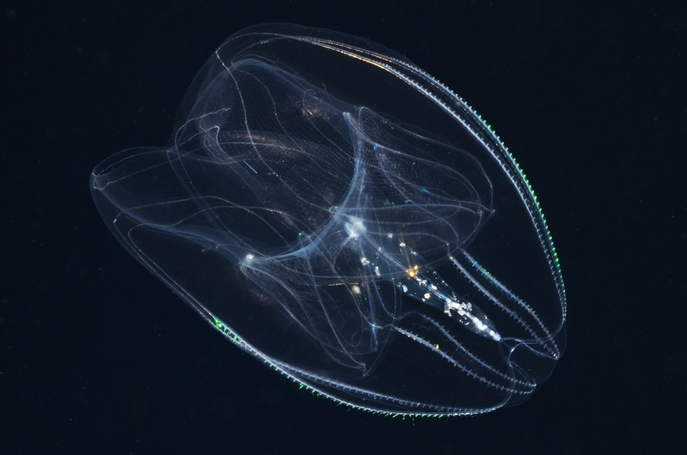 Ctenophore in Marion Reef