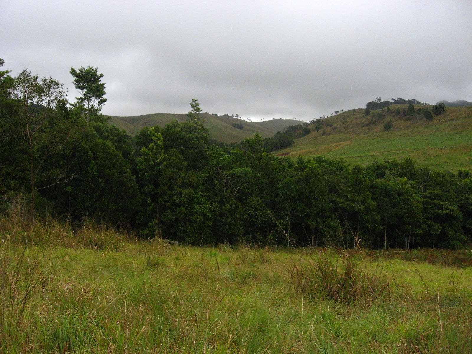 Replanted rainforest patch - viewed from outside