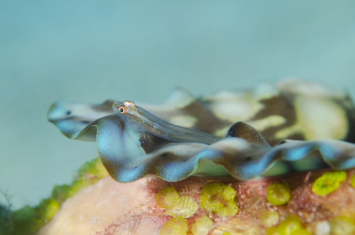 Pleurosicya mossambica 