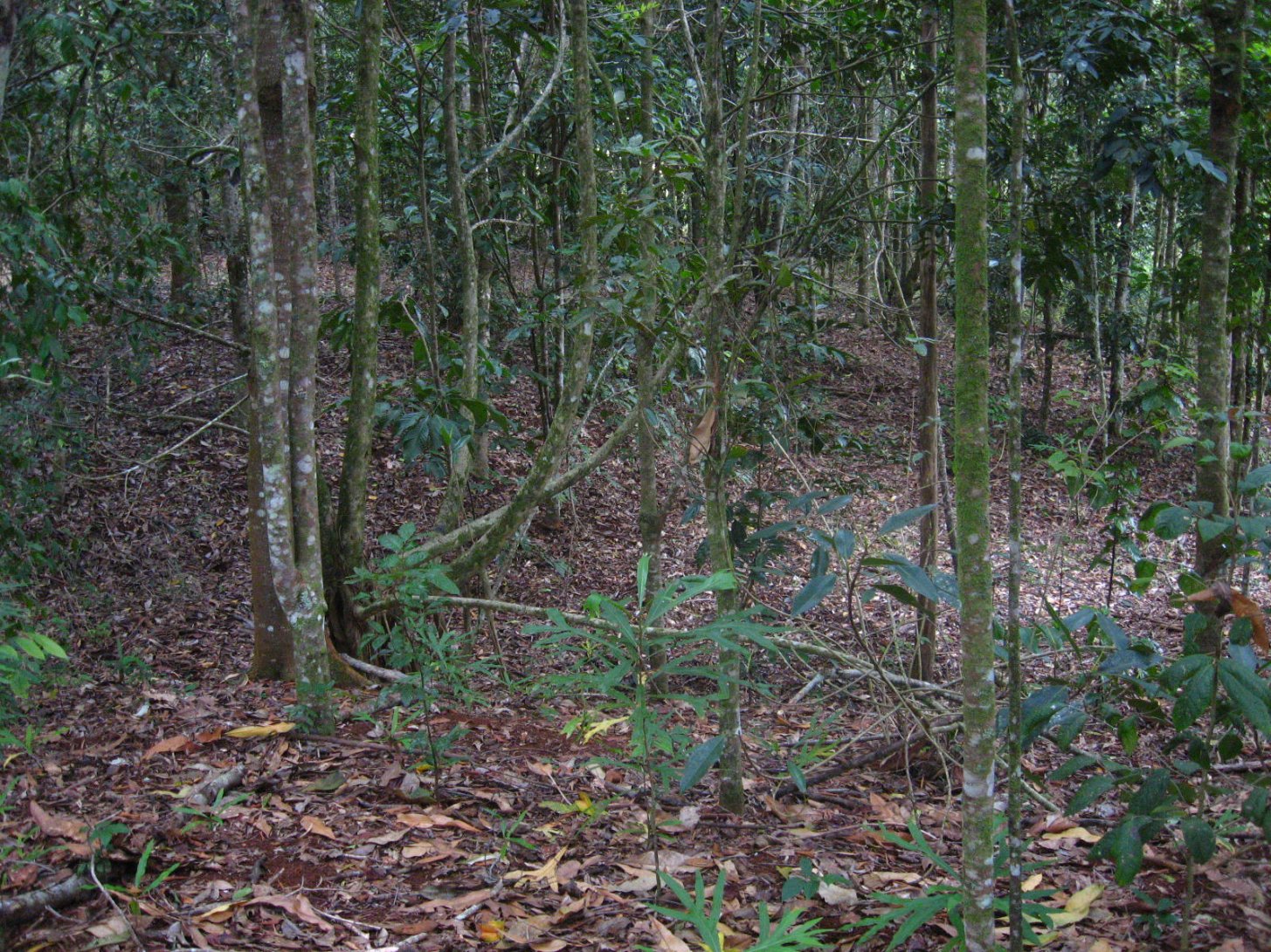 Replanted rainforest patch - interior vegetation