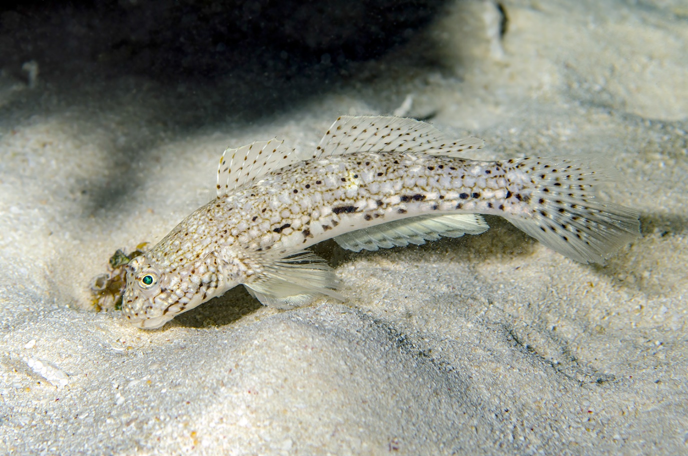 Istigobius decoratus