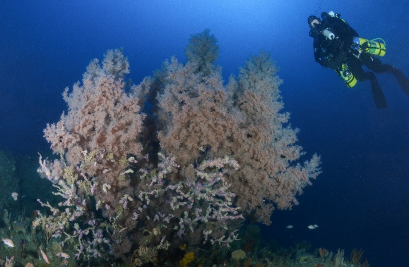 Dive site in the Freycinet Marine Park