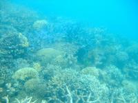 GBR Corals