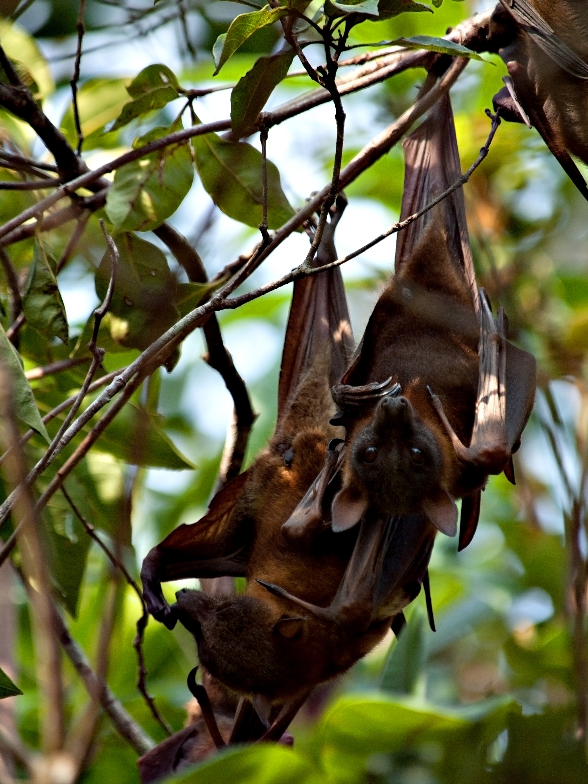 Little-red flying-foxes