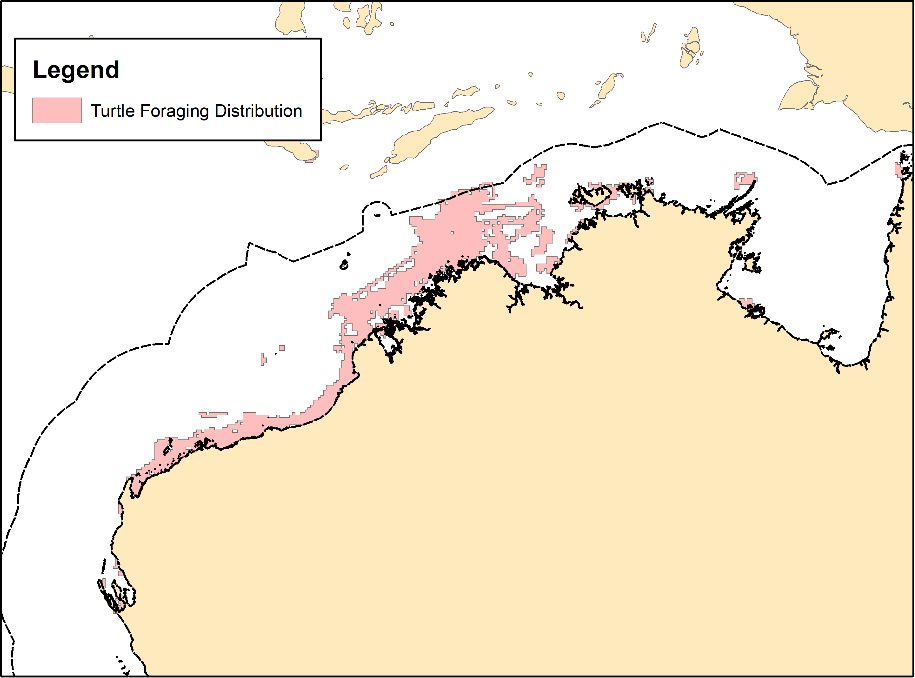 Marine turtles during foraging