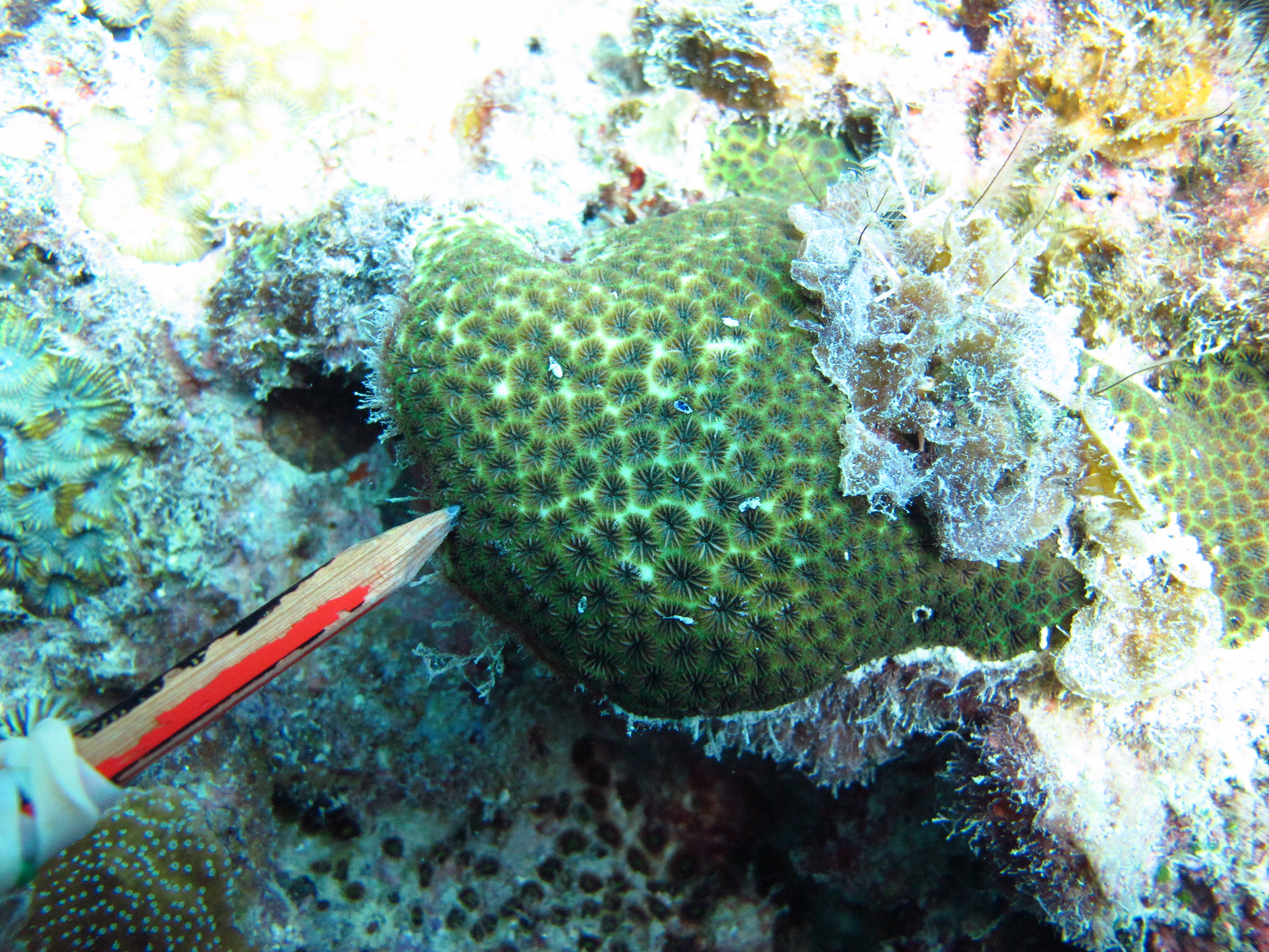 Leptastrea transversa
