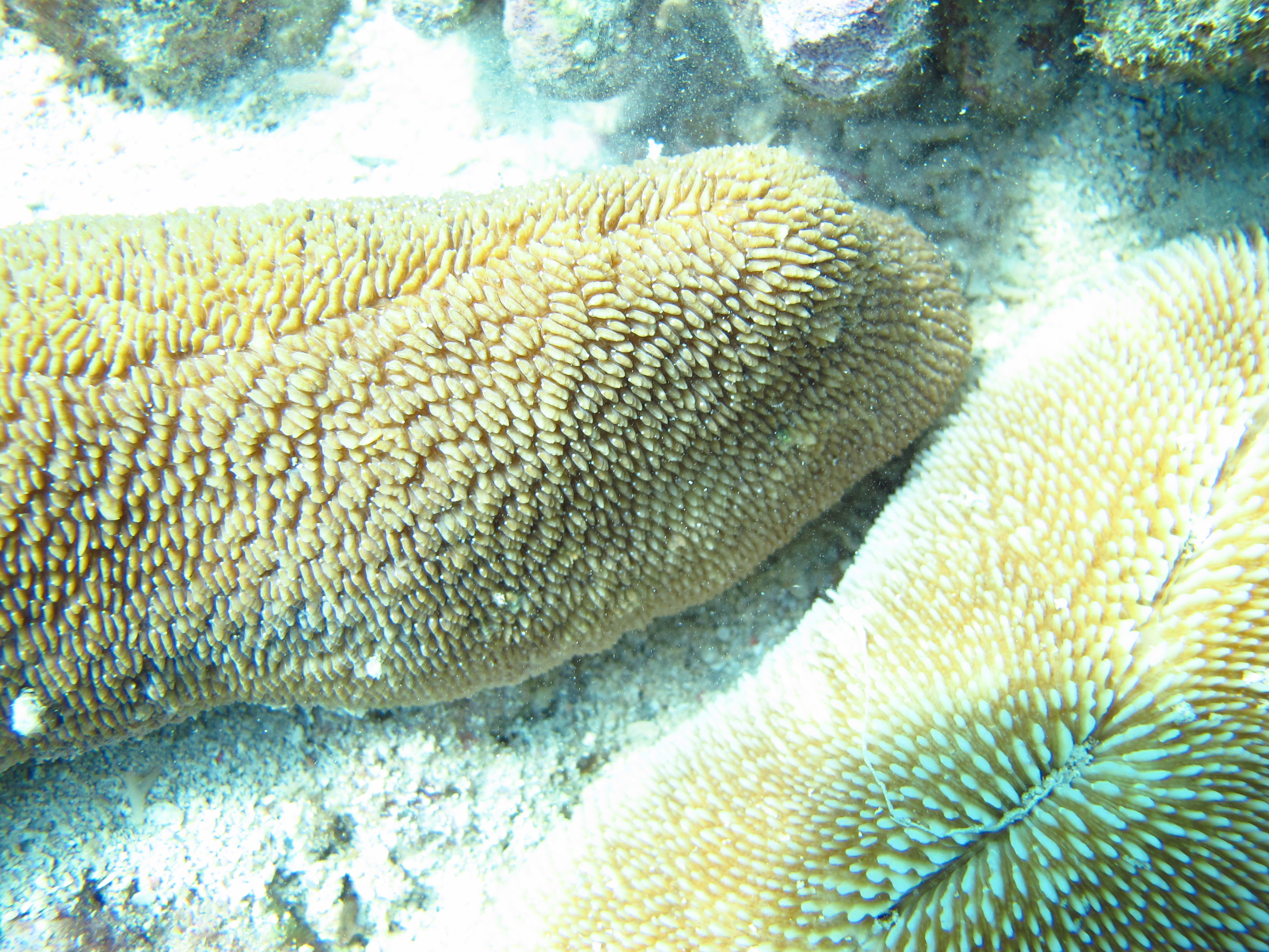 Ctenactis crassa