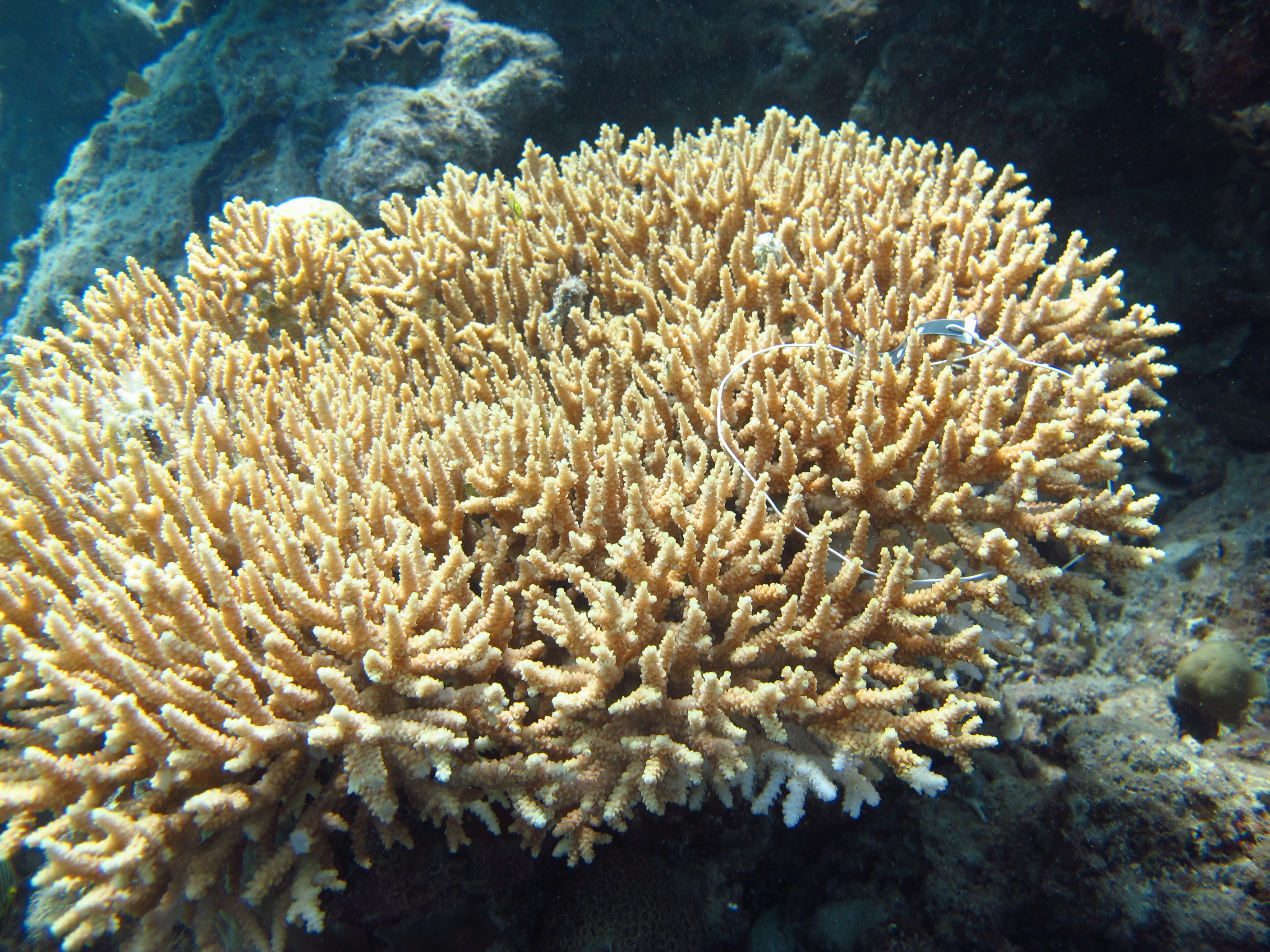 Acropora donei