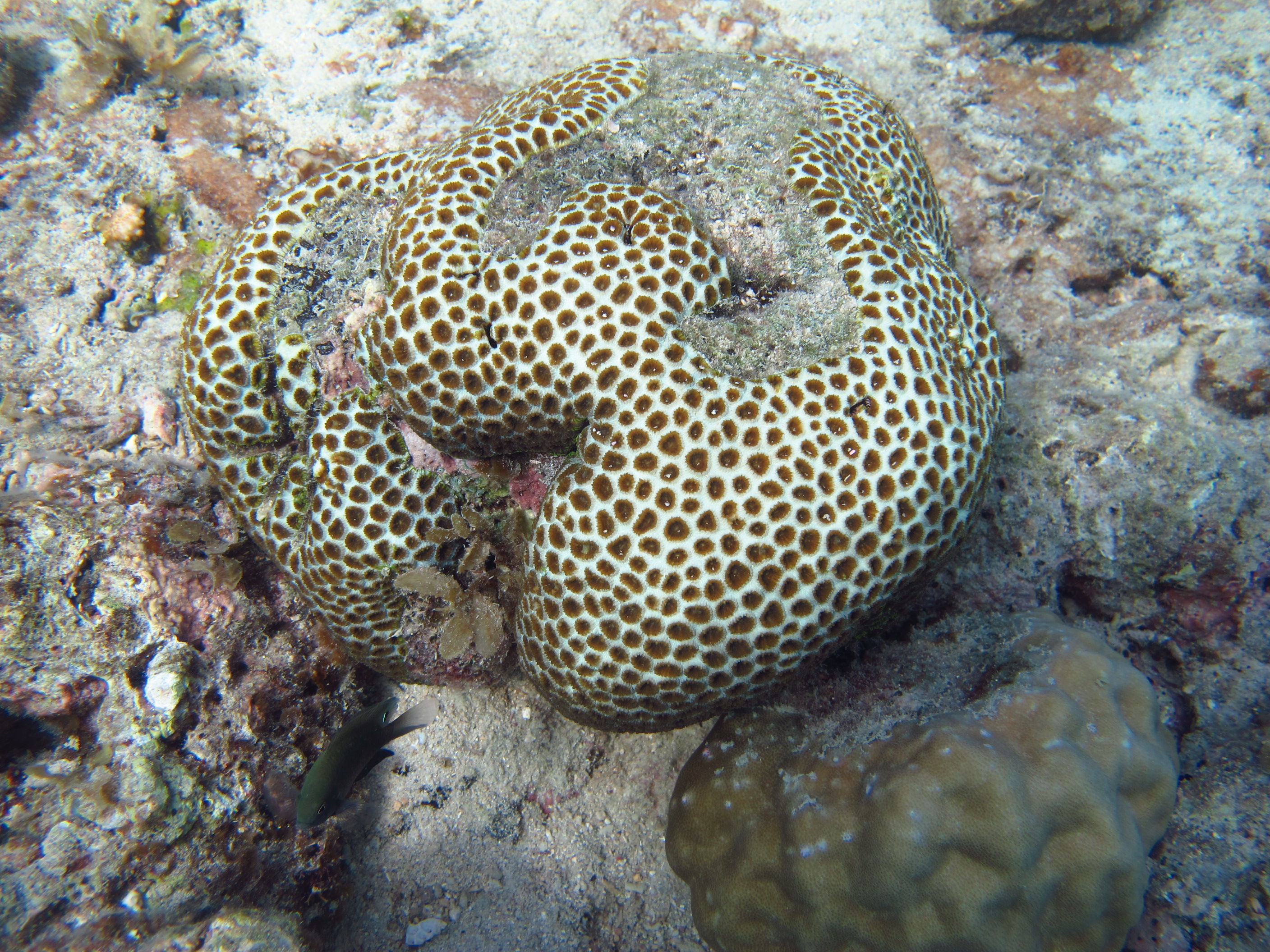 Favia pallida