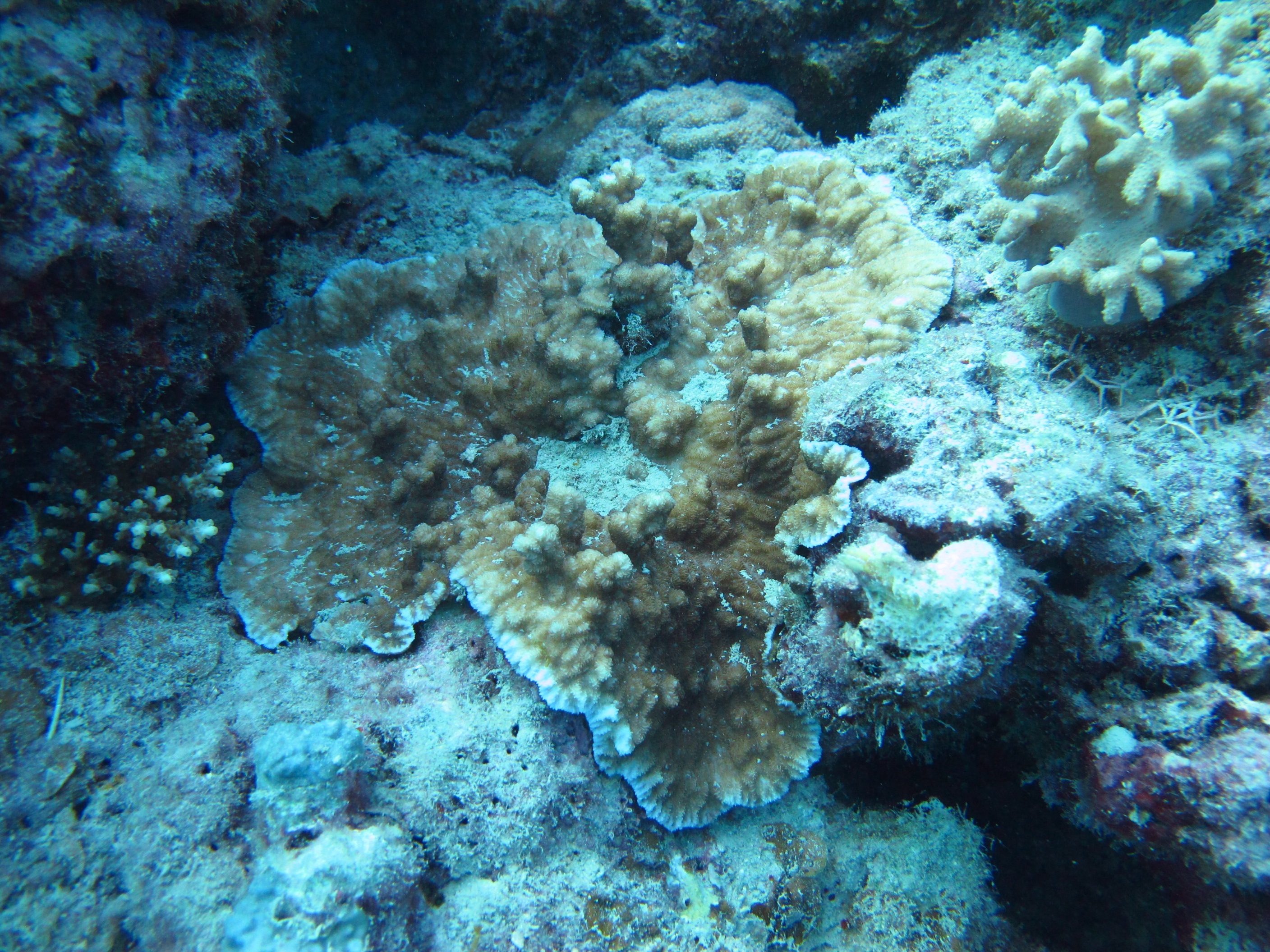 Merulina scabricula