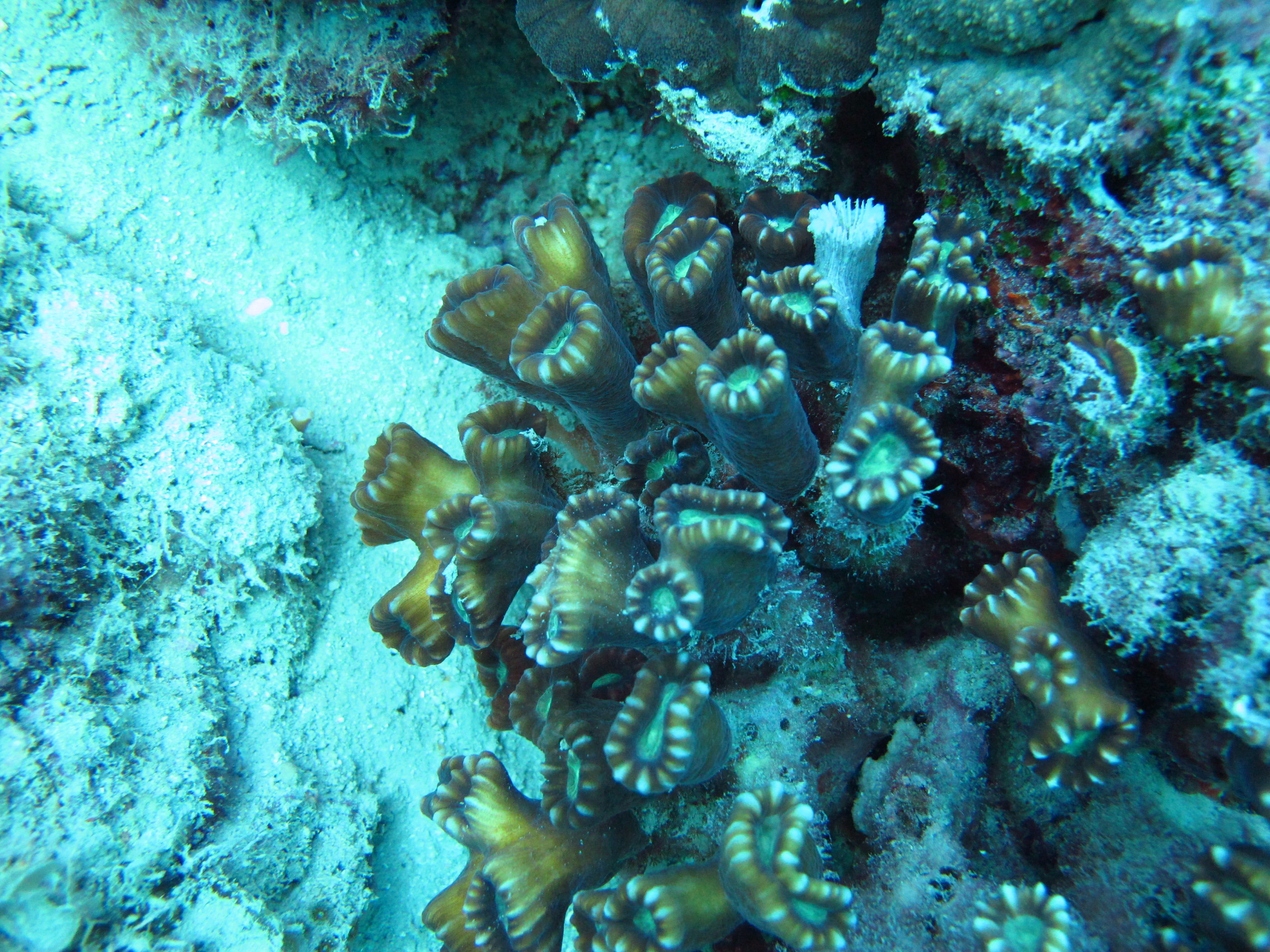 Caulastrea furcata