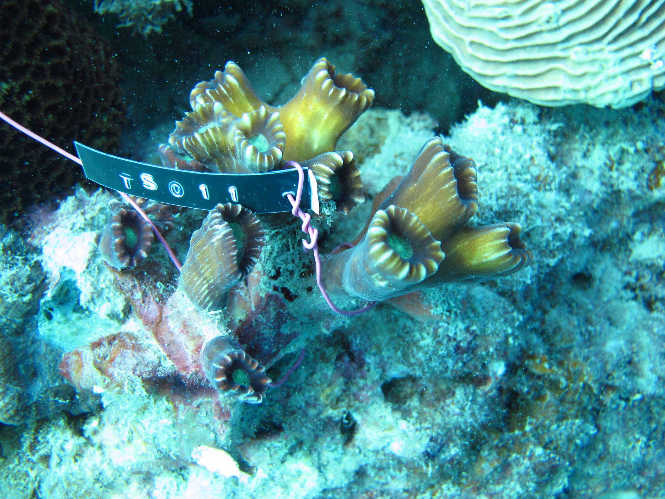 Caulastrea furcata
