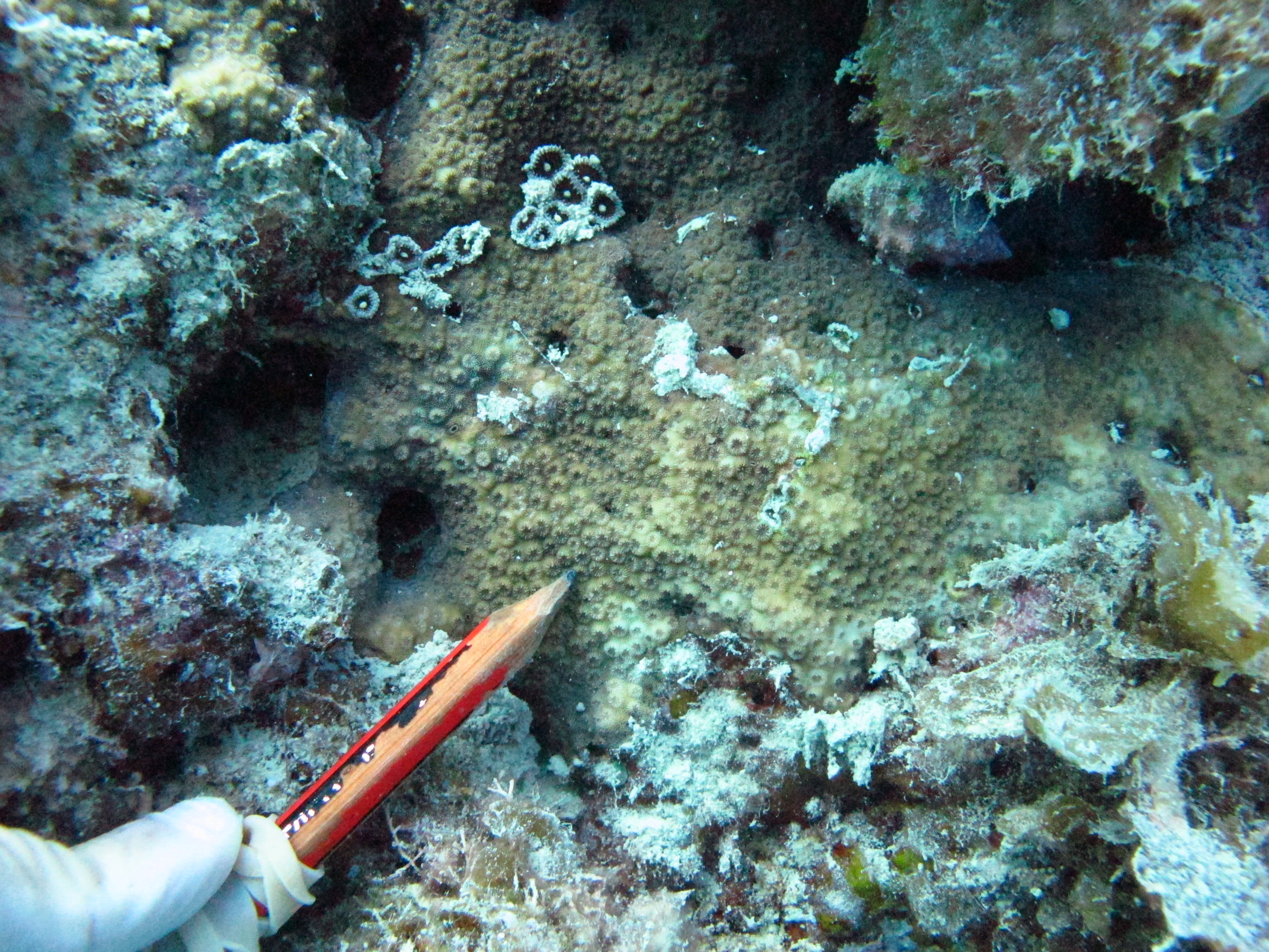 Cyphastrea serailia