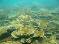 Middle reef coral