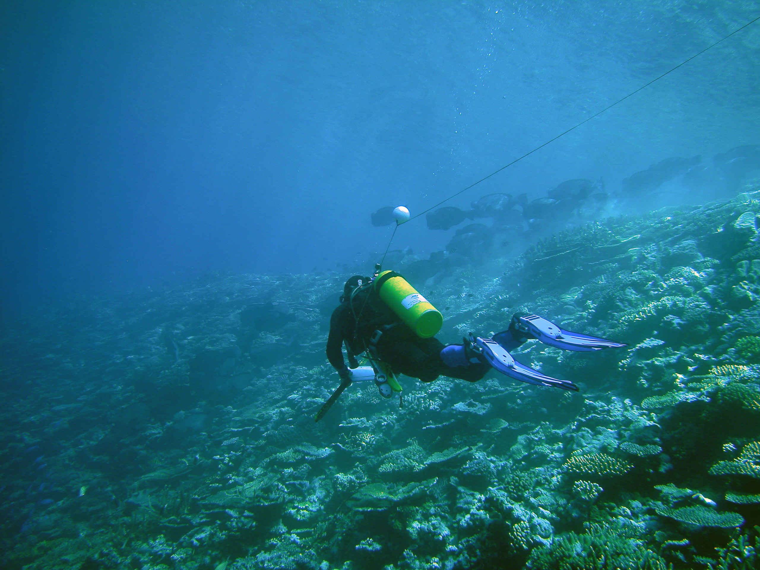 Reef fishes visual census