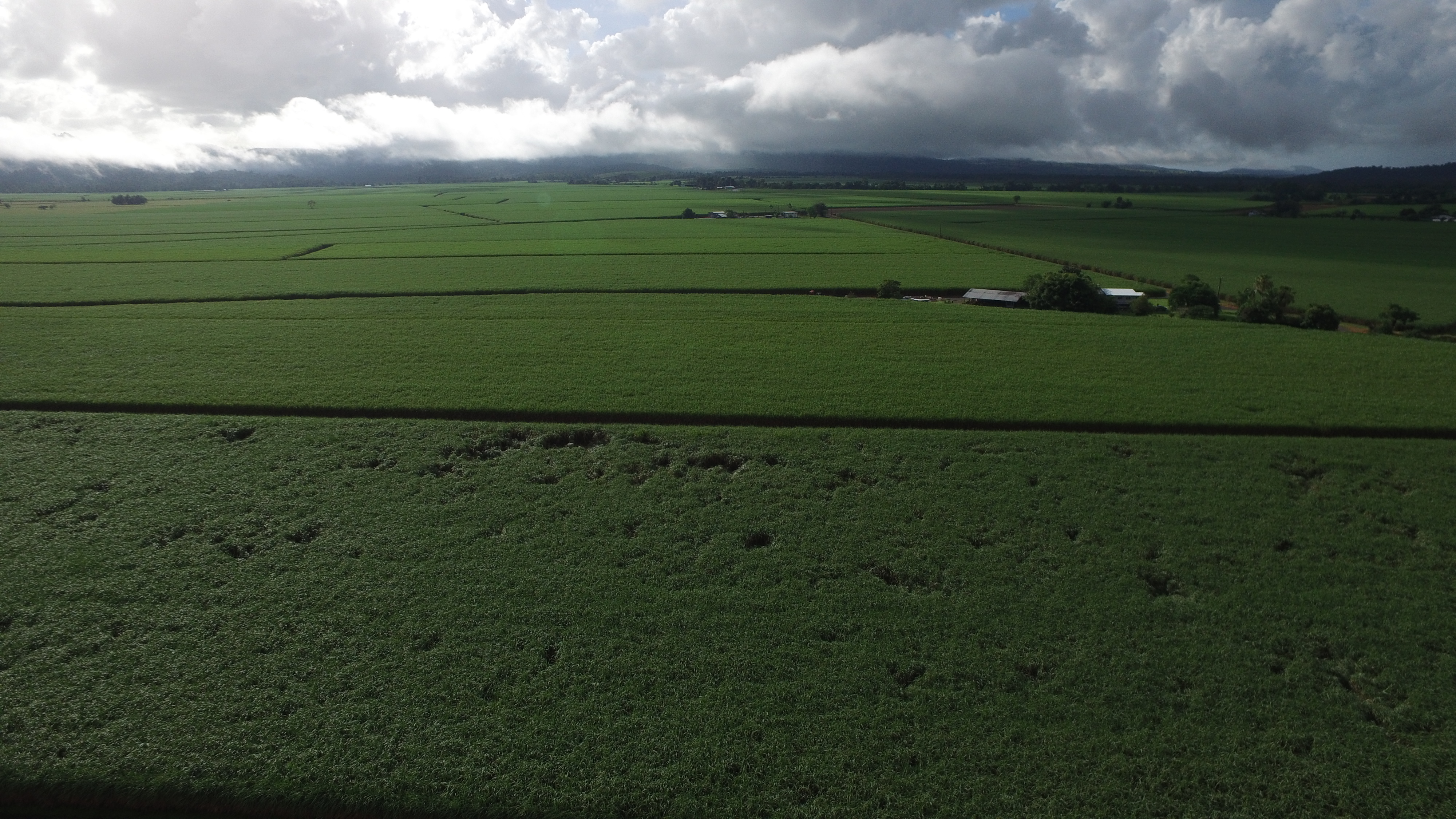Far North Queensland cane fields aerial shot