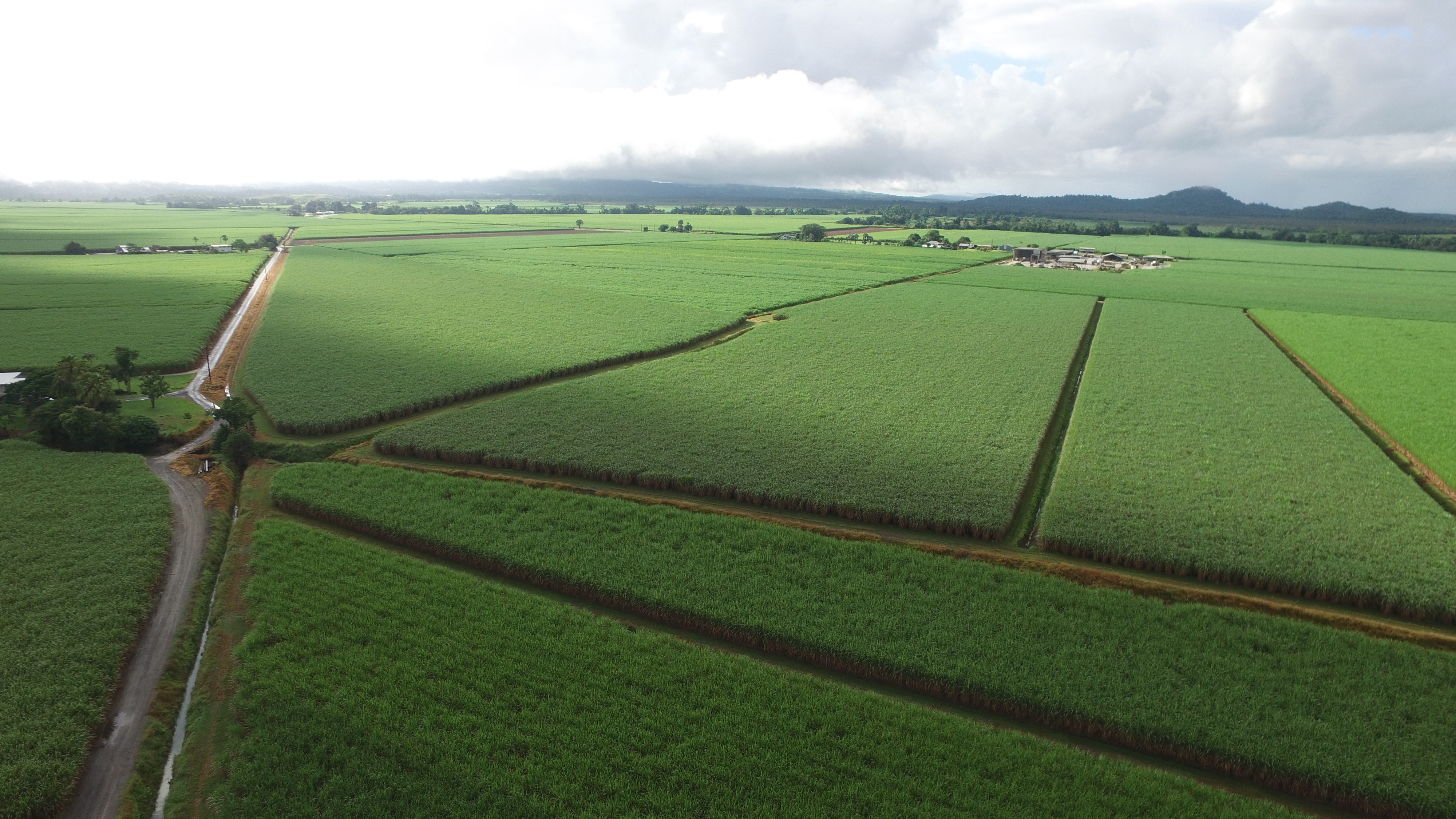 Far North Queensland cane fields aerial shot