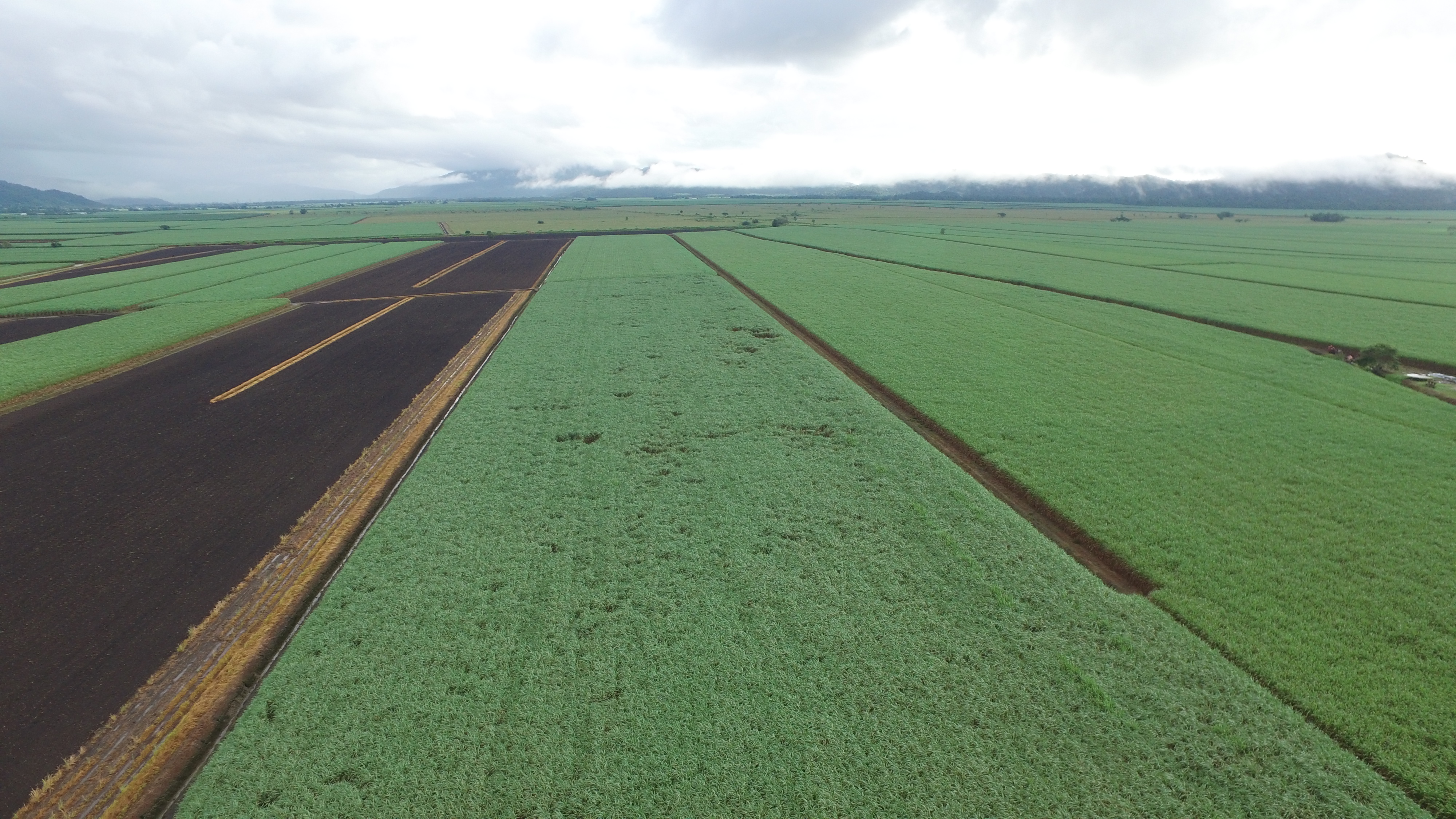 Far North Queensland cane fields aerial shot