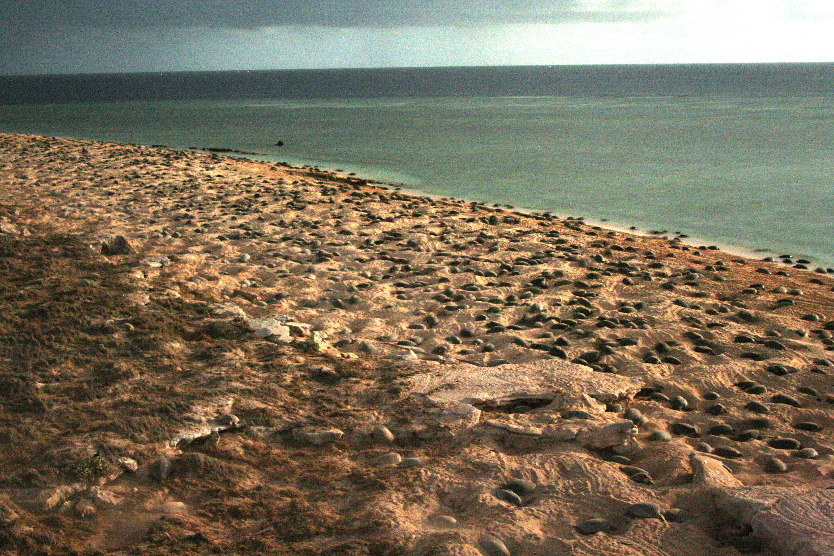 Green turtles Raine Island