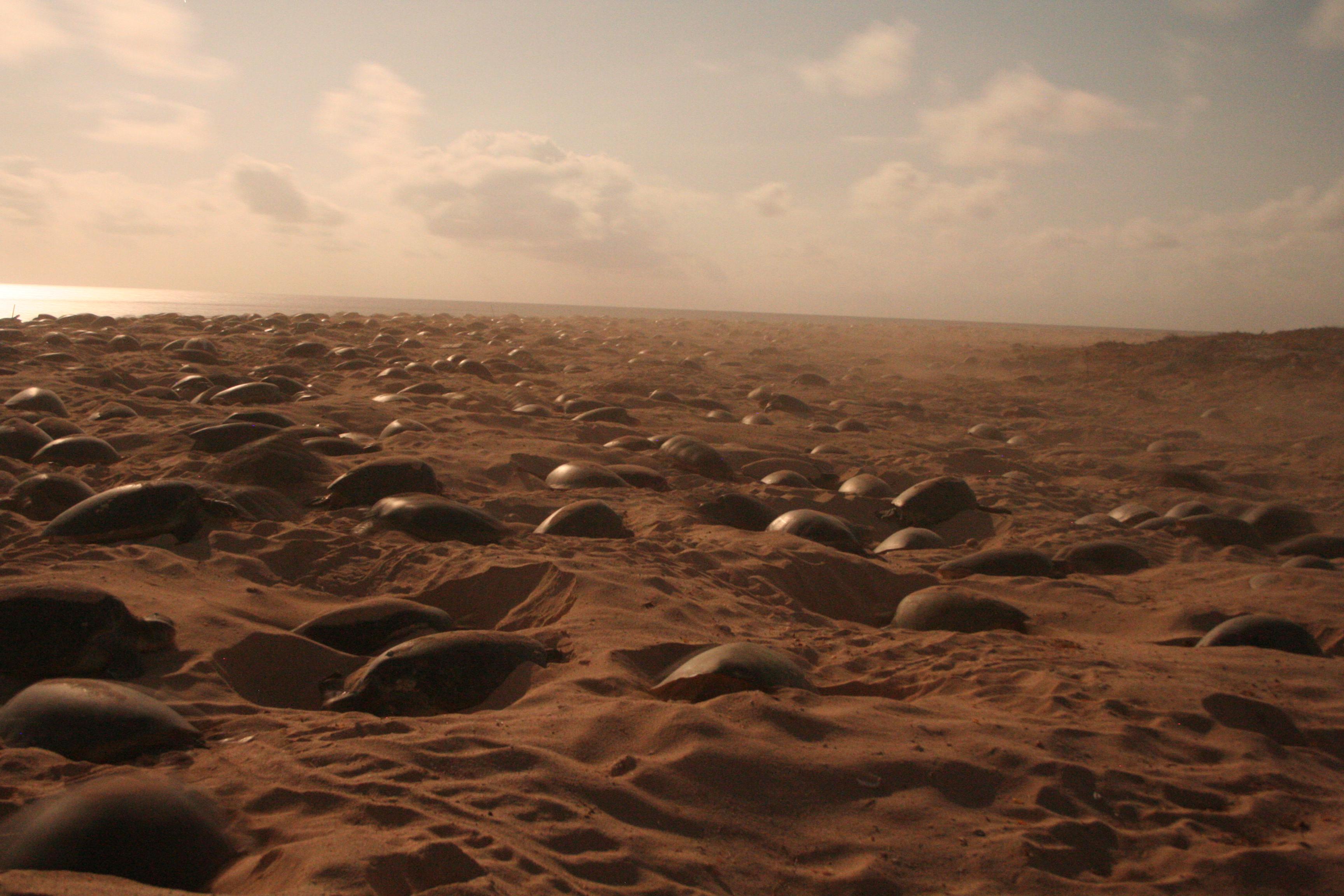Green turtles Raine Island
