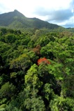 Rainforest