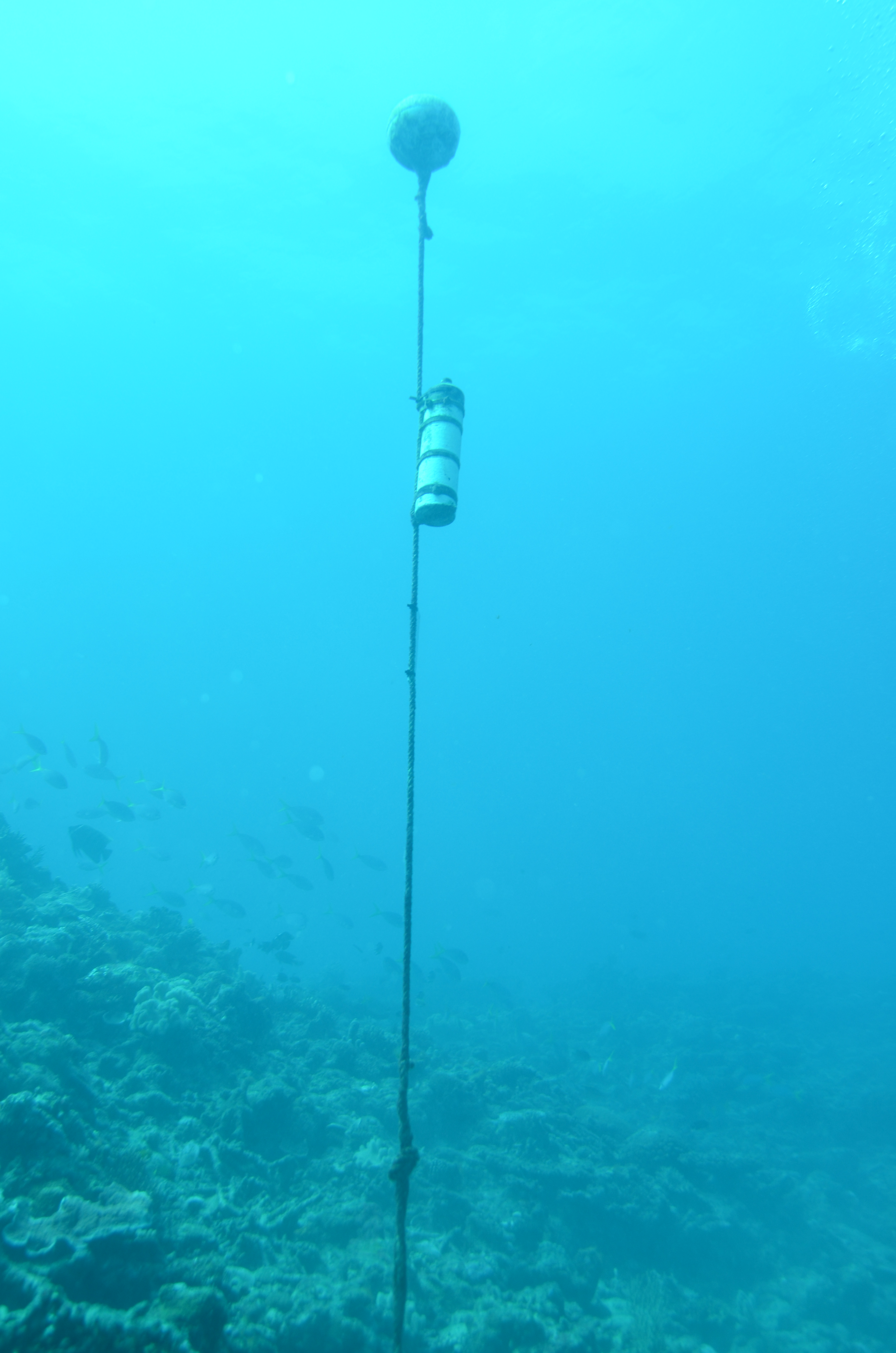 Acoustic receiver deployed in Townsville area