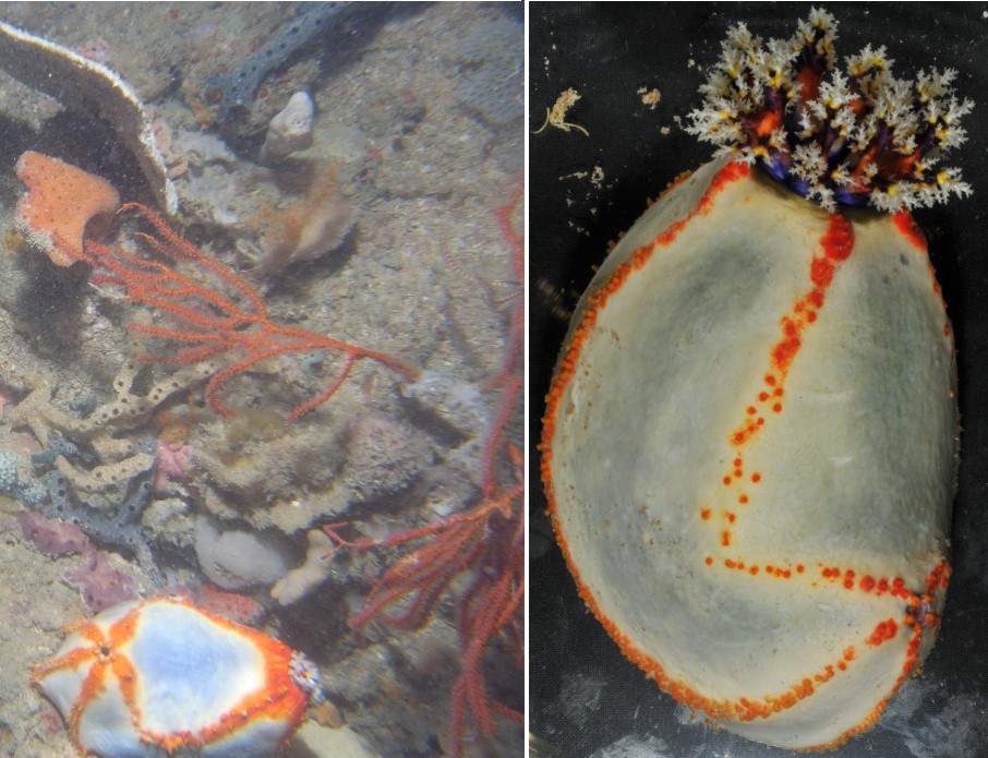 Benthic infauna