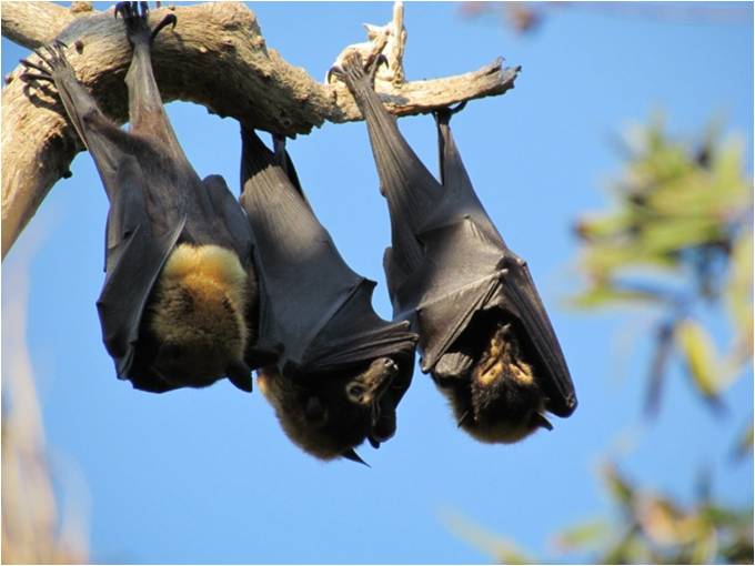 Sleeping spectacled flying-foxes