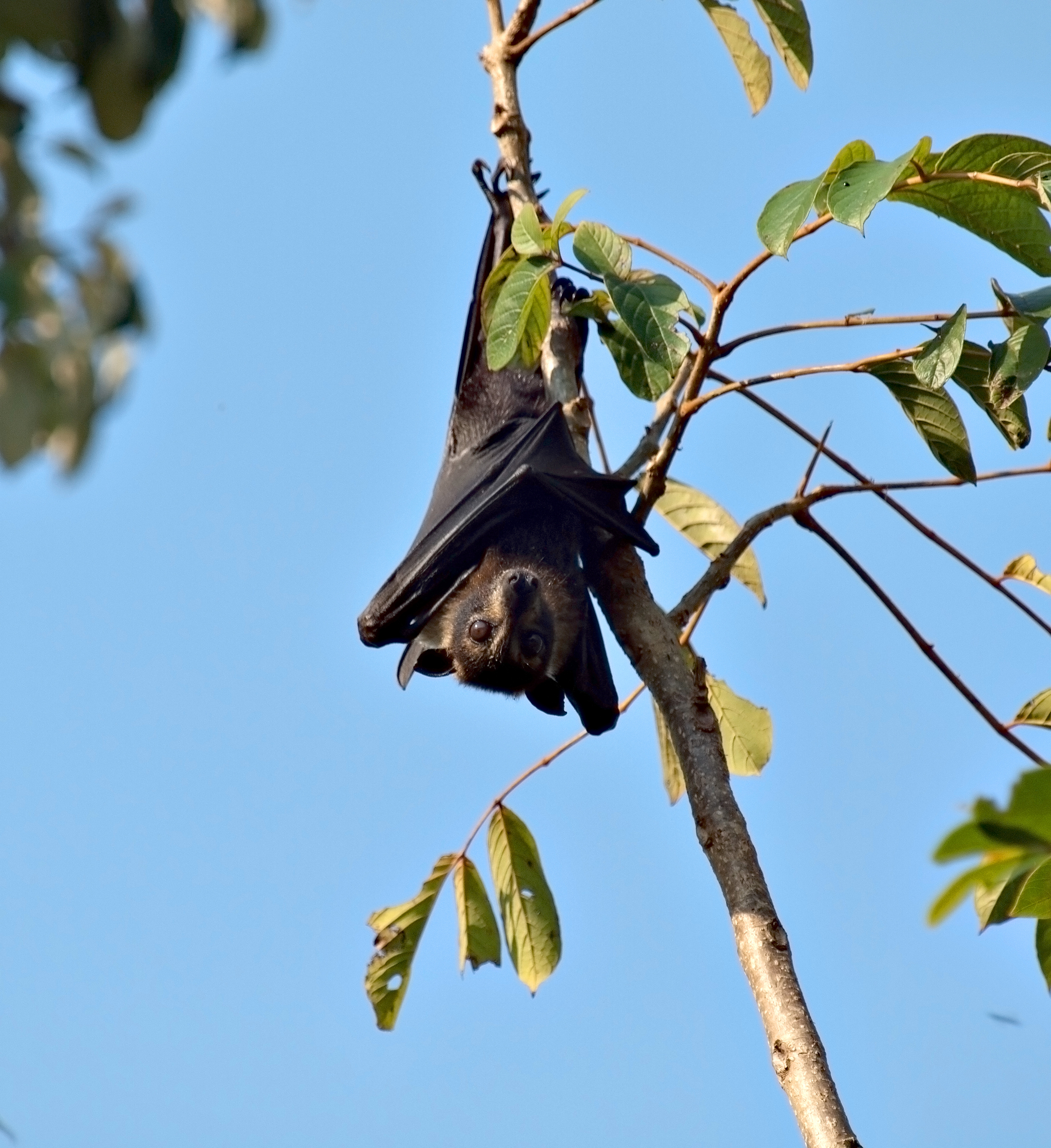 Spectacled flying-fox at the Lakeside Colony, Atherton Tablelands