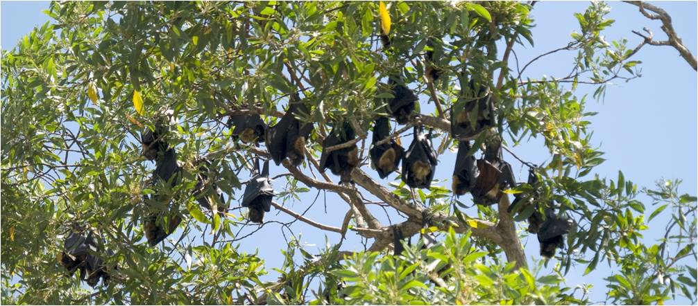 Spectacled flying-foxes at the Kennedy camp near Cardwell