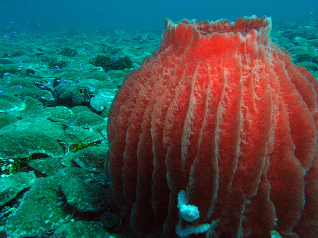 Sponge and mushroom corals