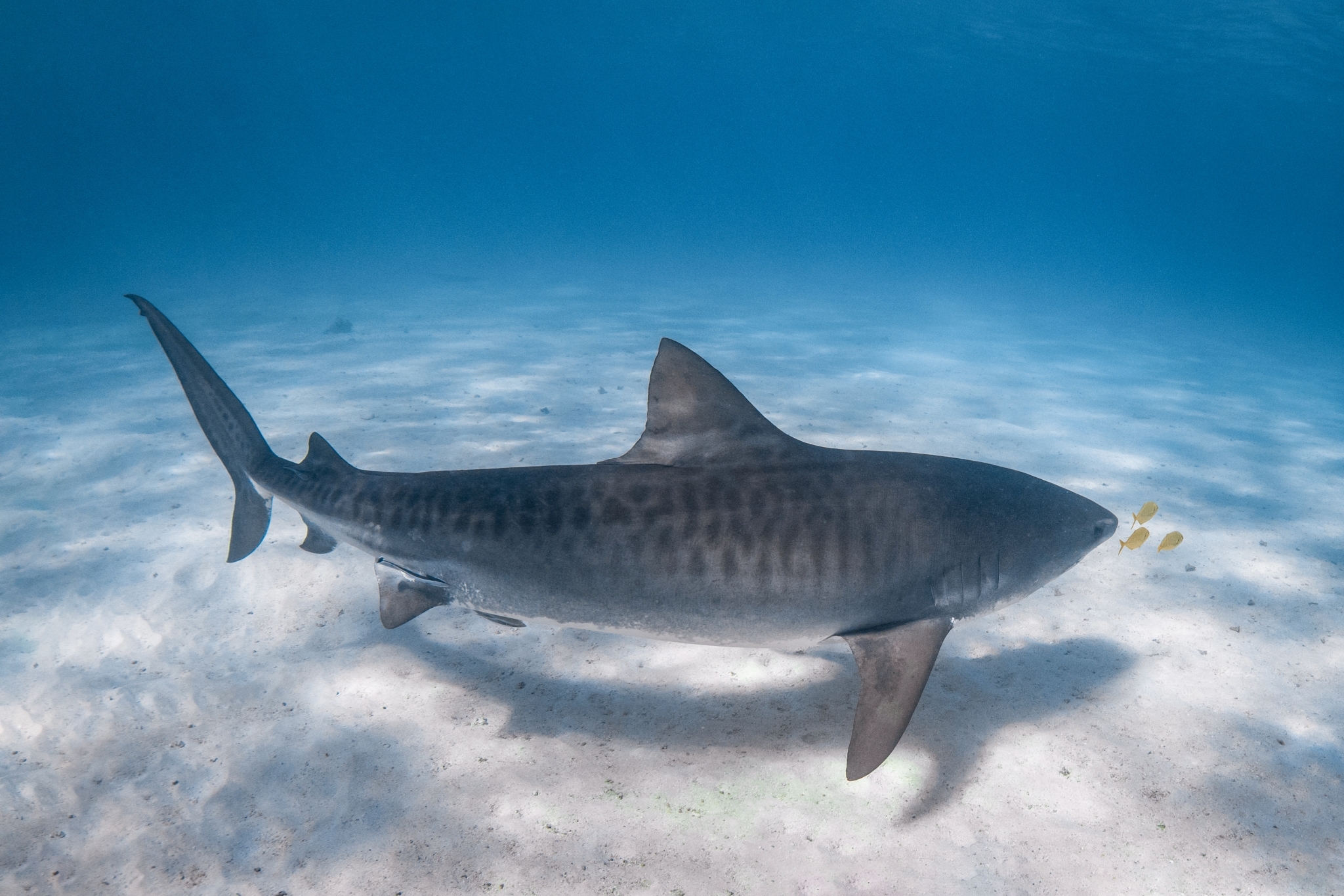Tiger shark