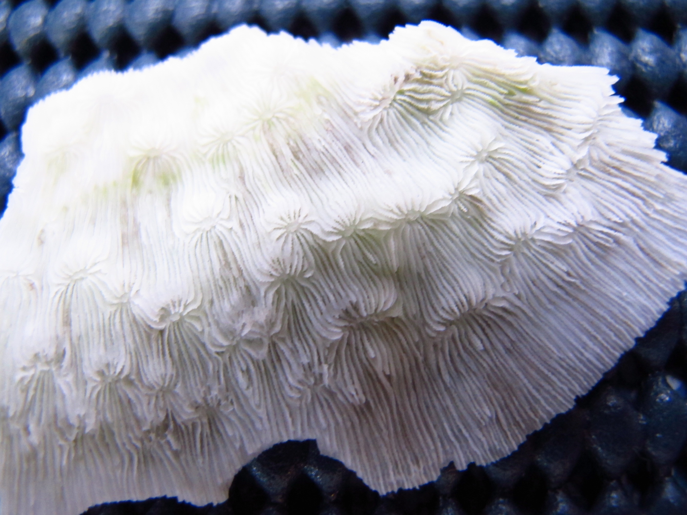 Pavona explanulata