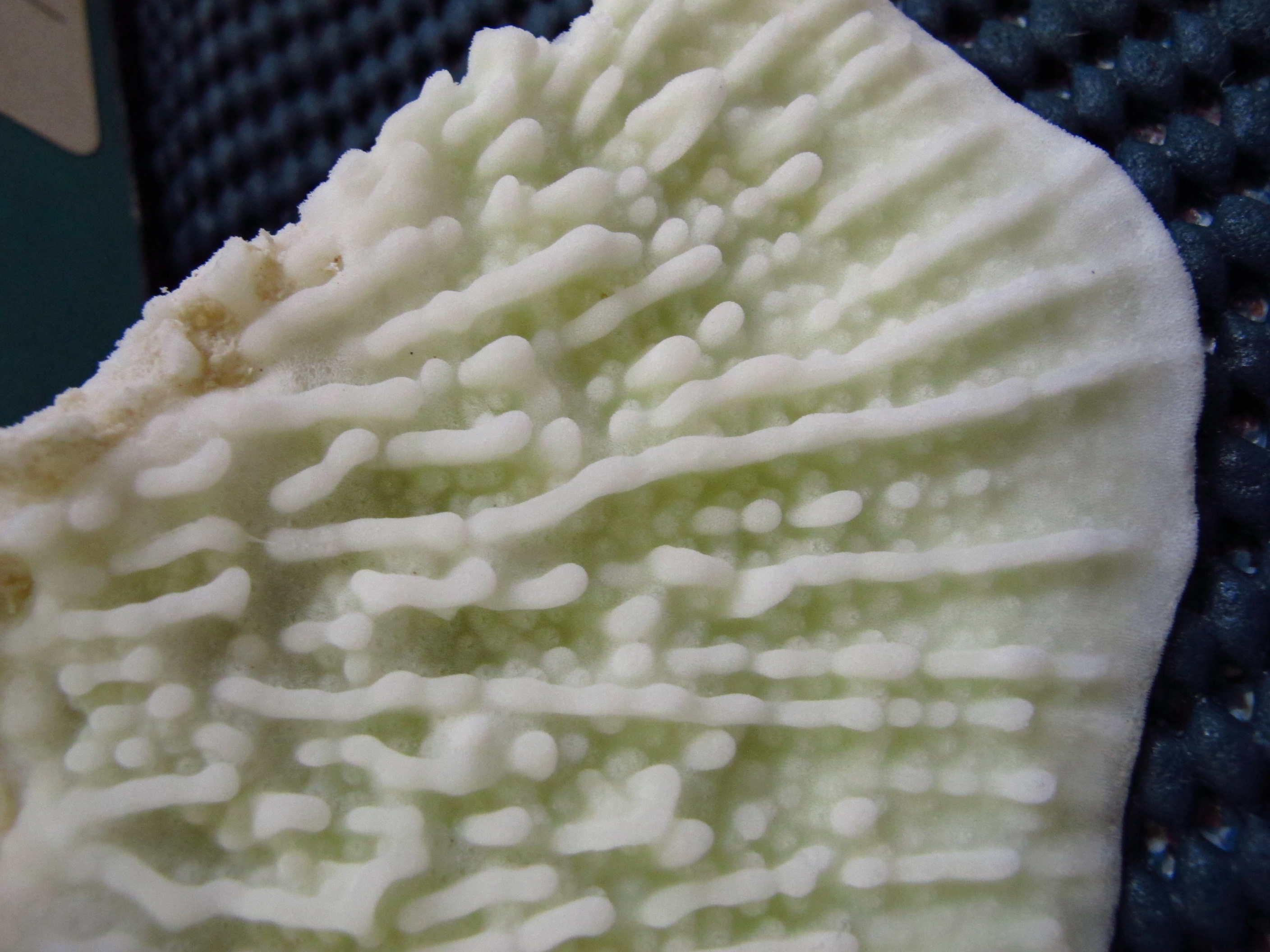 Montipora foliosa