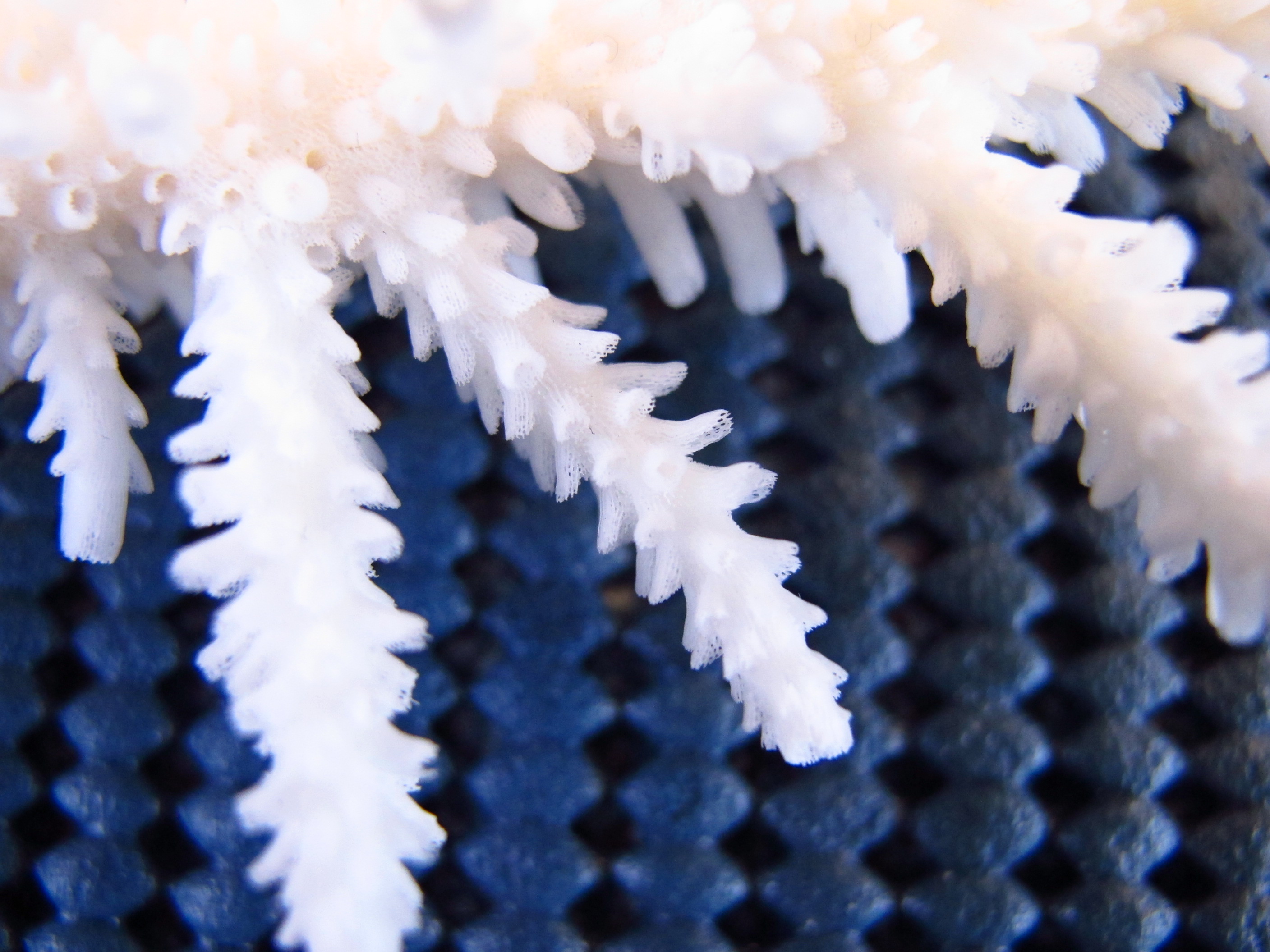 Acropora acuminata