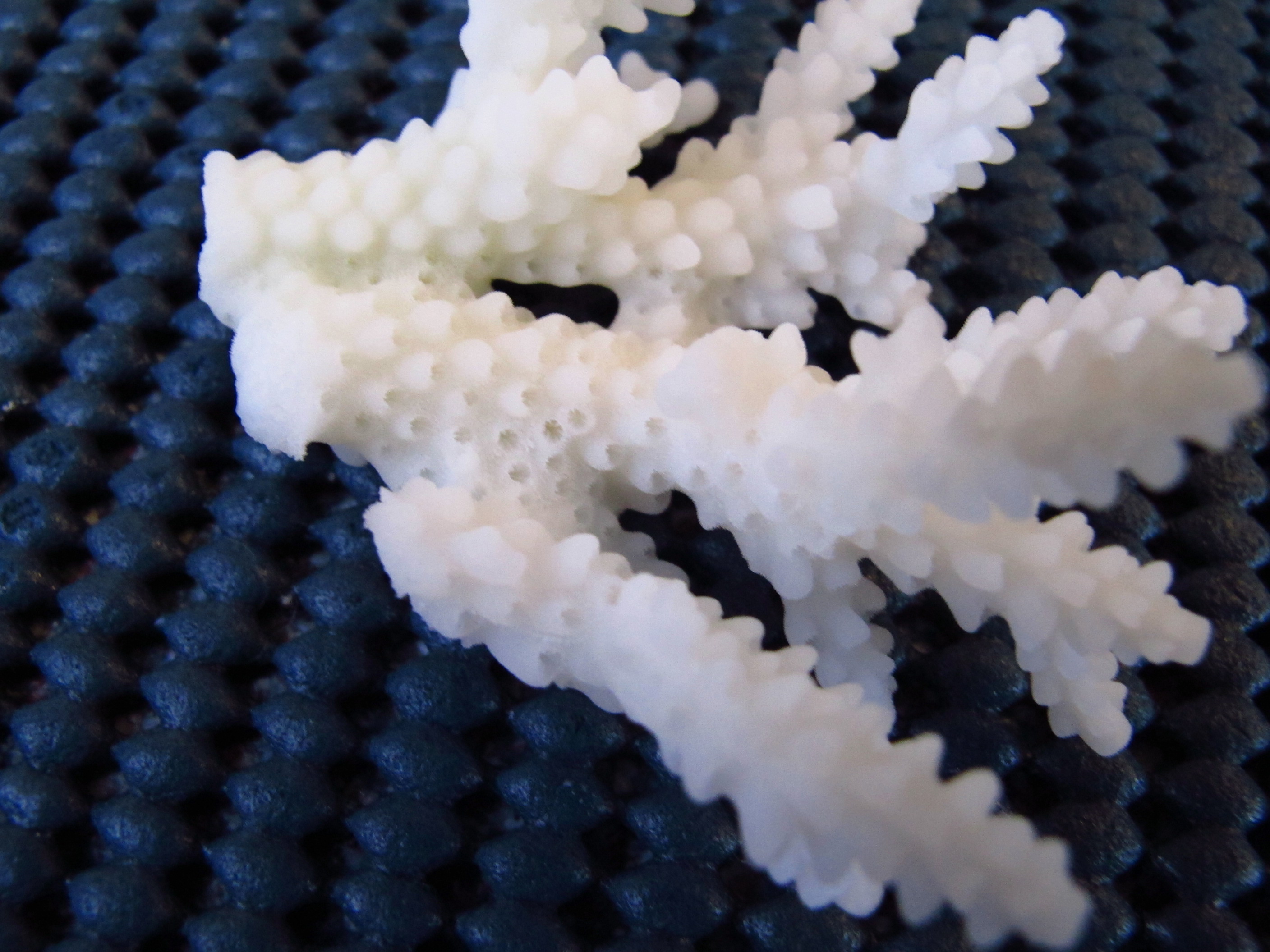 Acropora loripes