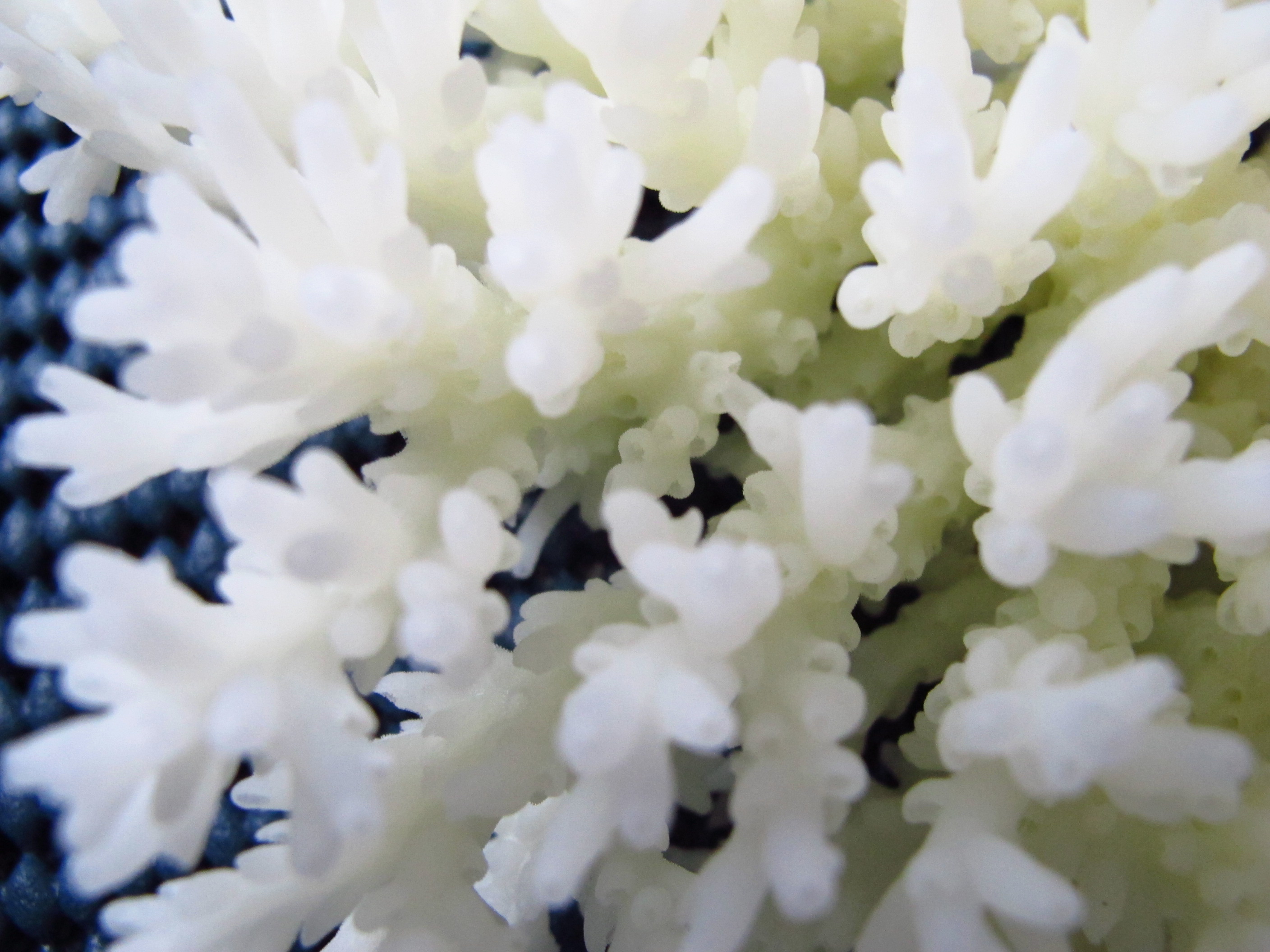 Acropora granulosa