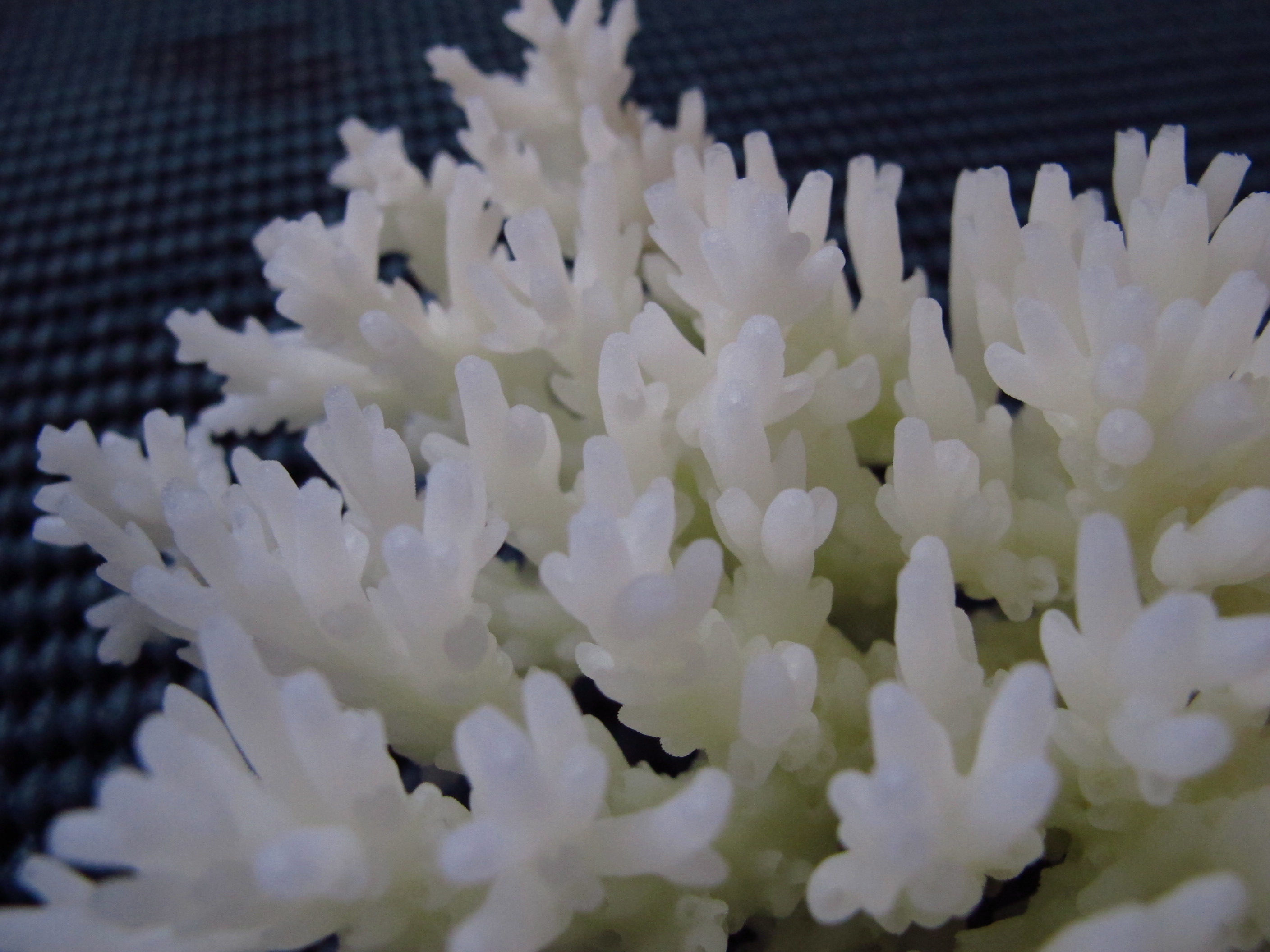 Acropora granulosa