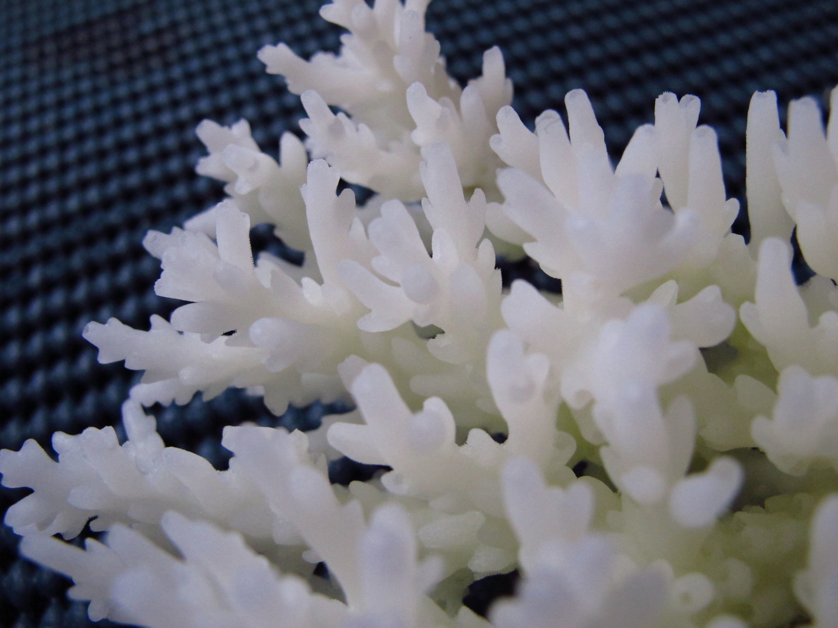 Acropora granulosa
