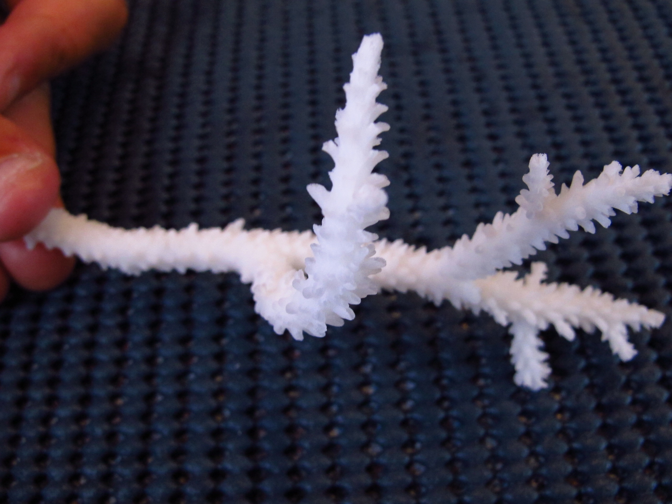 Acropora acuminata