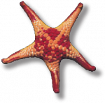 SELTMP star small