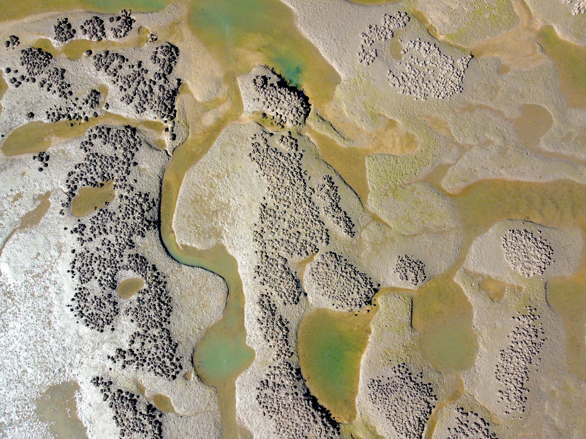 Aerial footage of oyster reefs, credit Robert Porter