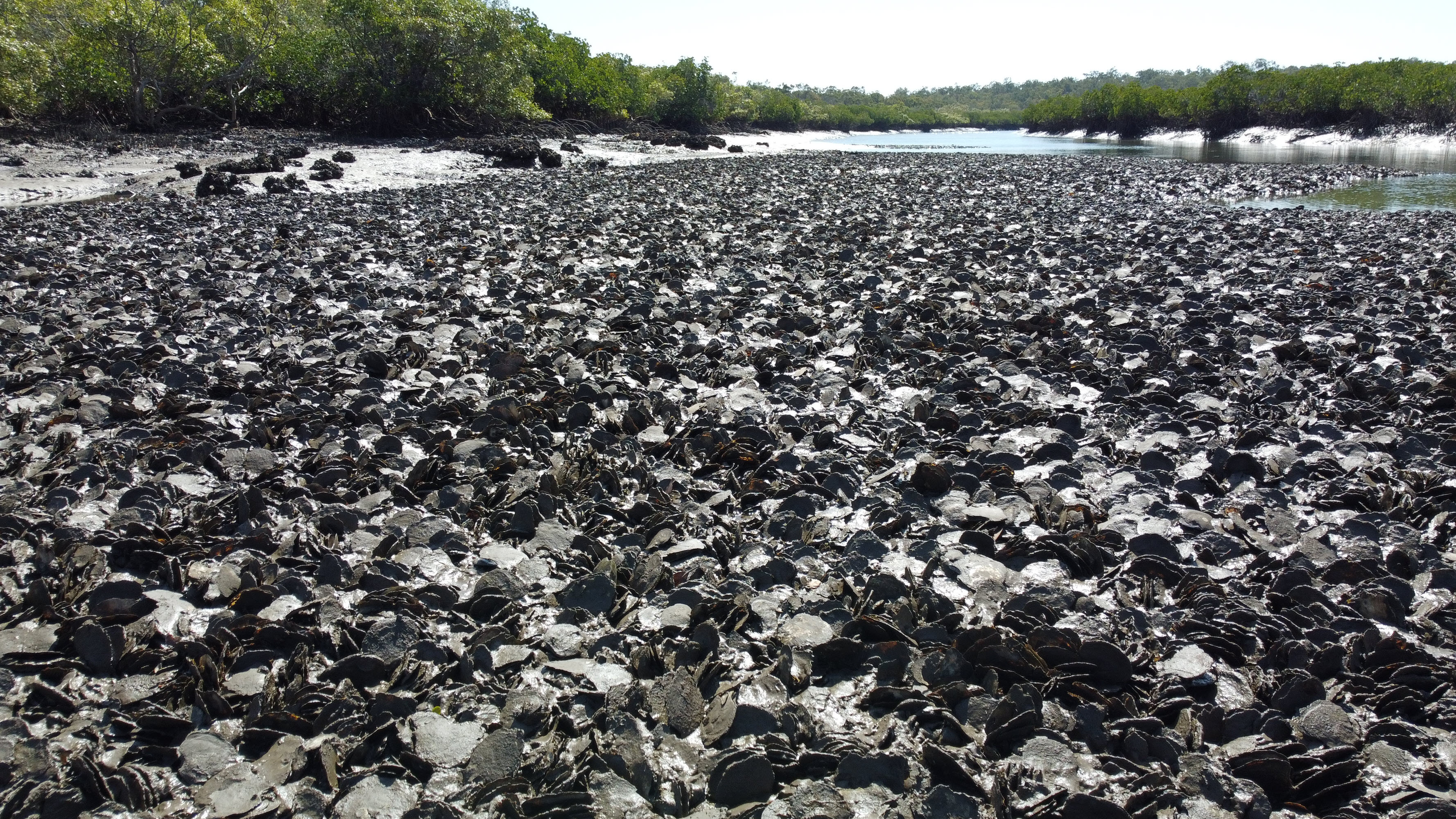  Leaf oyster reefs in Hilliard Creek, Queensland.