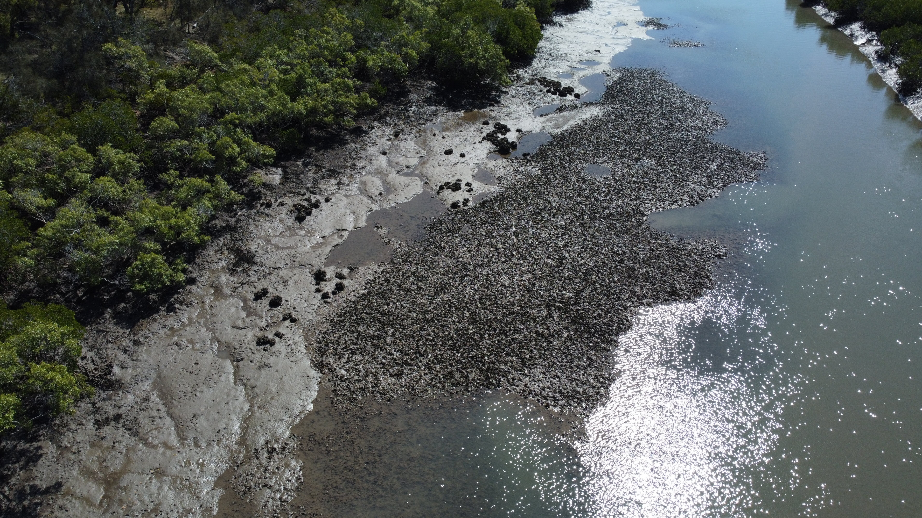 Leaf oyster reefs in Hilliard Creek, Queensland