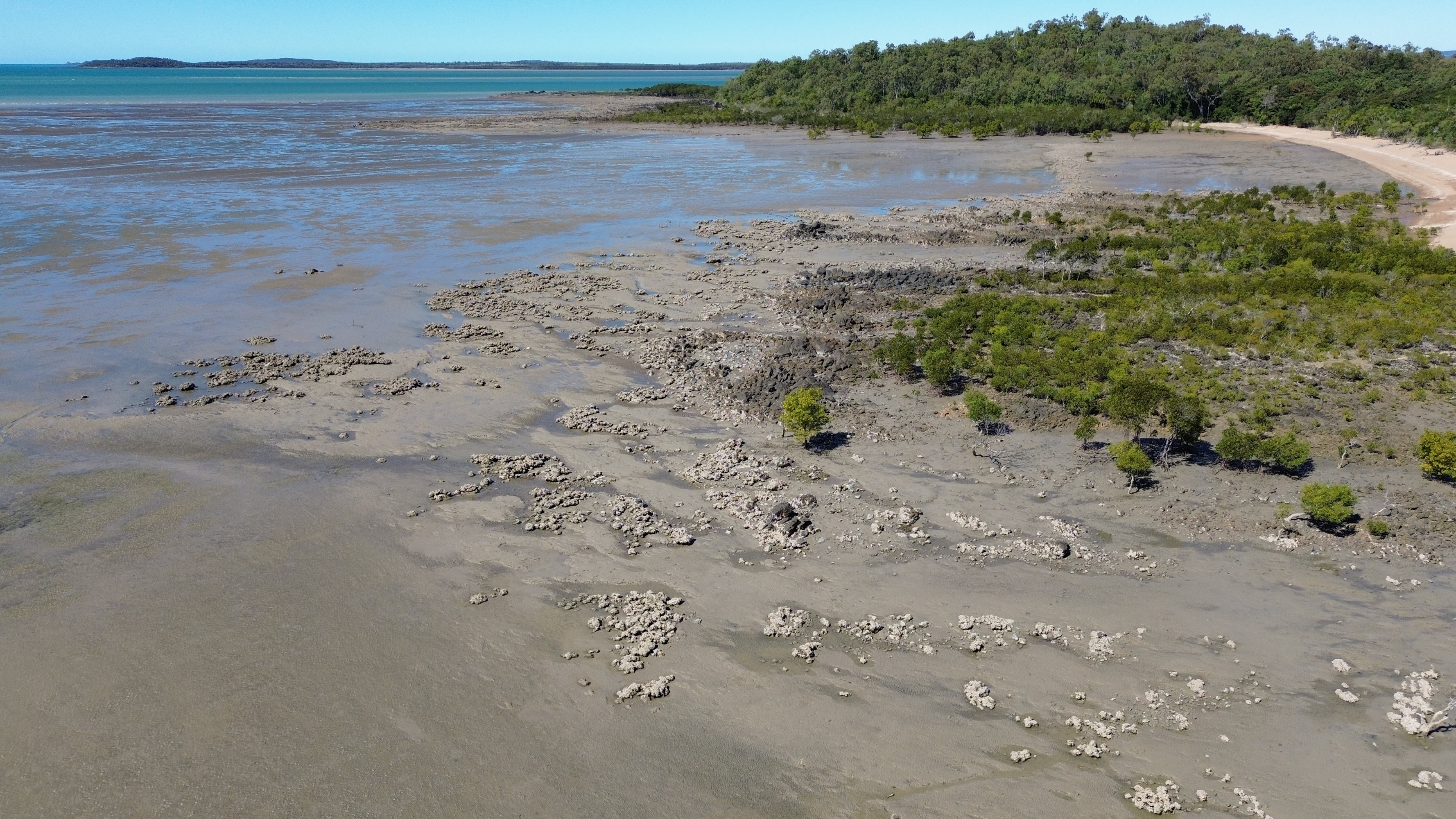 Oyster reefs at Armstrong Beach