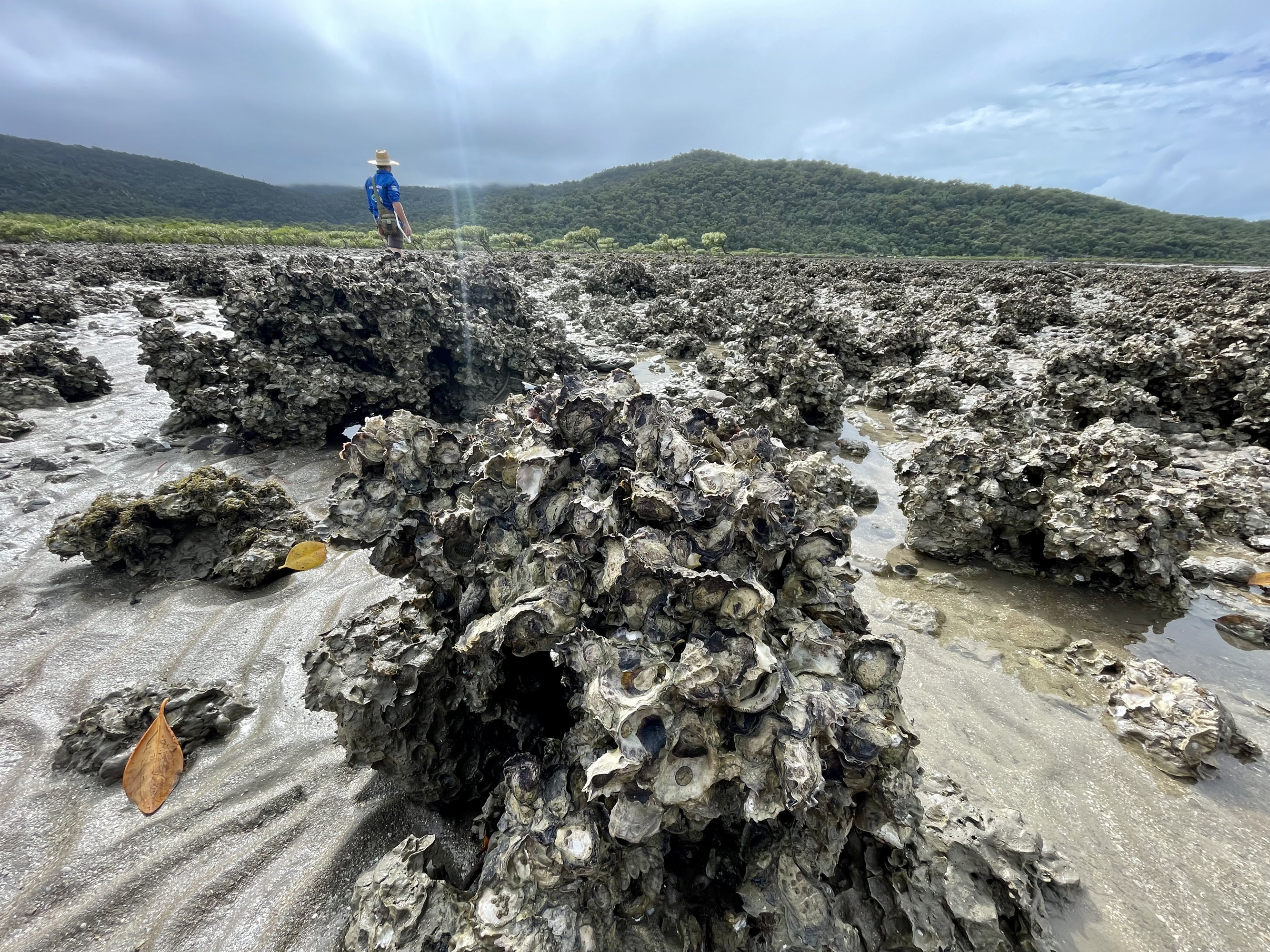 Oyster reefs at Conway Beach, Queensland